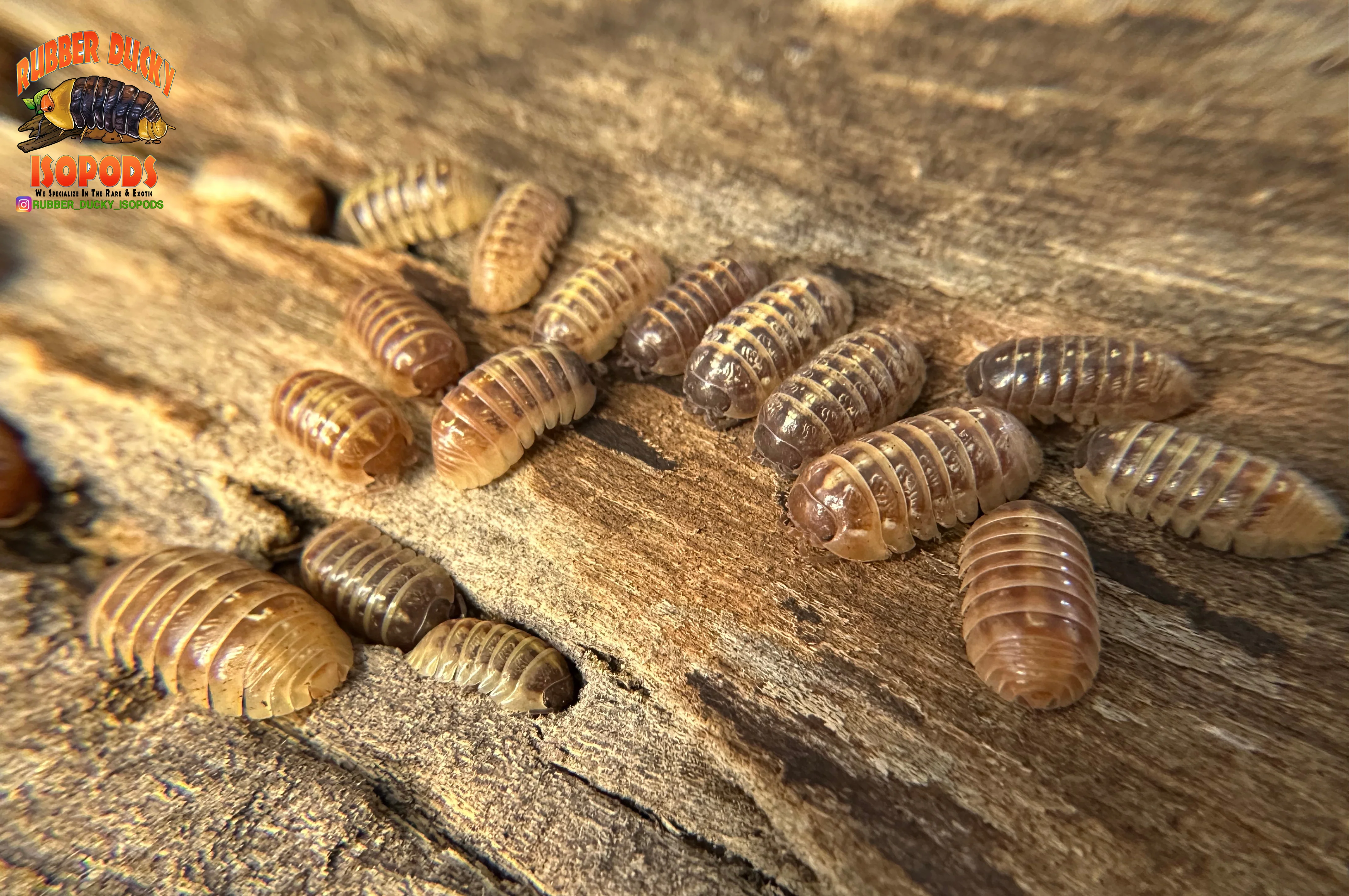 "Gem Mix" Isopods "Mediterranean Line" (Armadillidium vulgare) 10 Count - Image 5