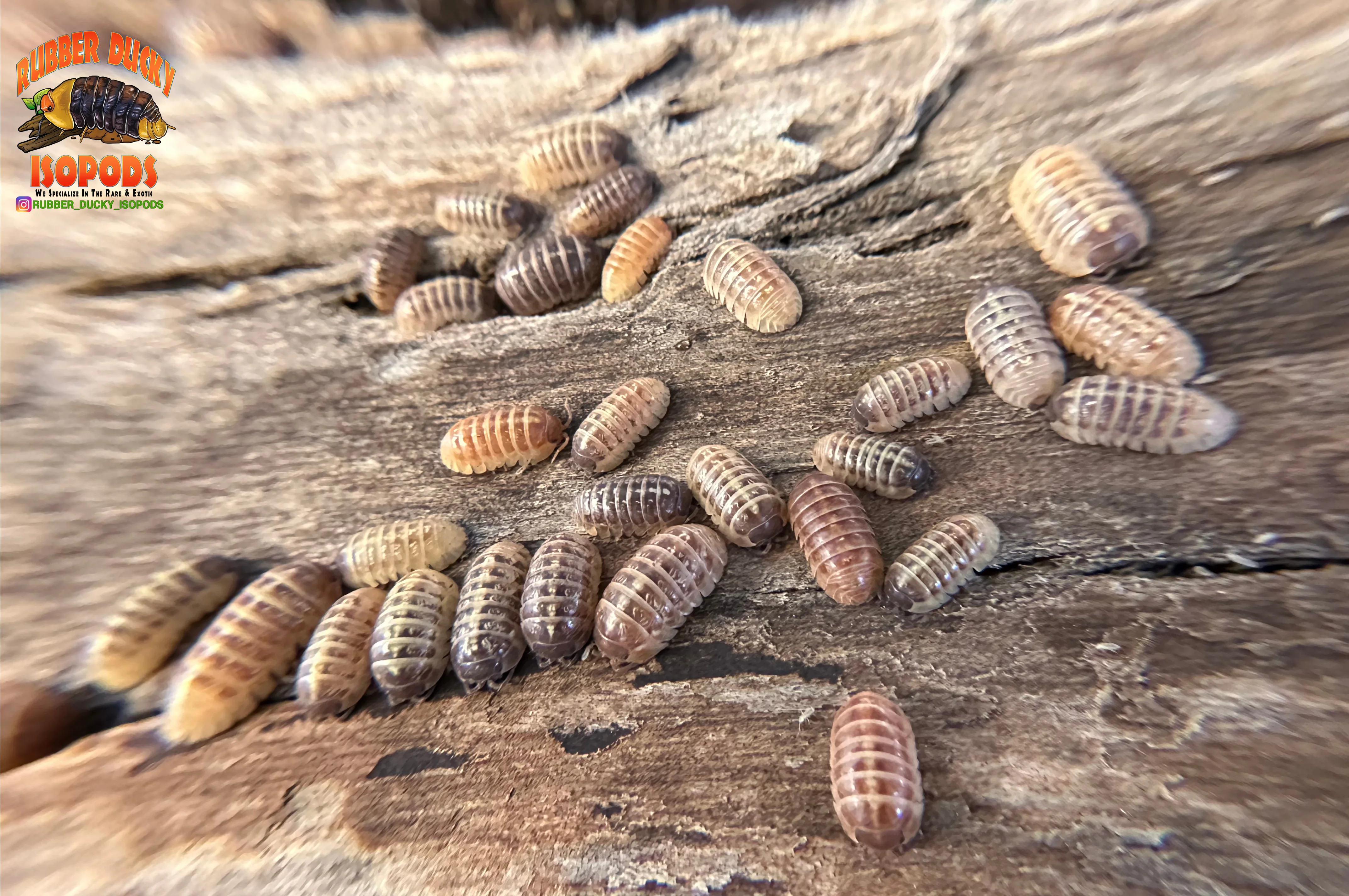 "Gem Mix" Isopods "Mediterranean Line" (Armadillidium vulgare) 10 Count - Image 6