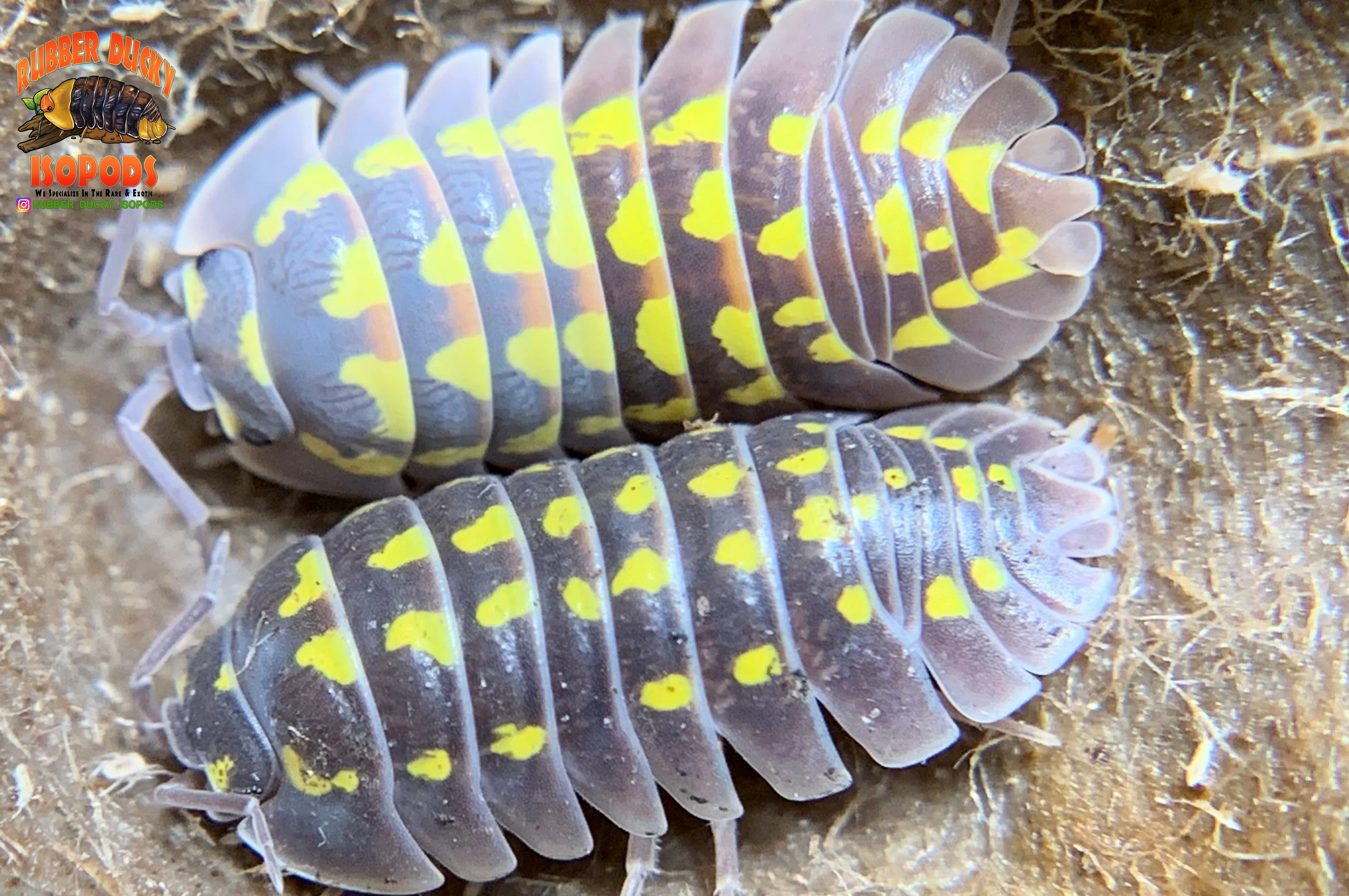 "Gestroi" Gorgeous Yellow Spotted Isopods (Armadillidium gestroi) 10 Count - Image 3