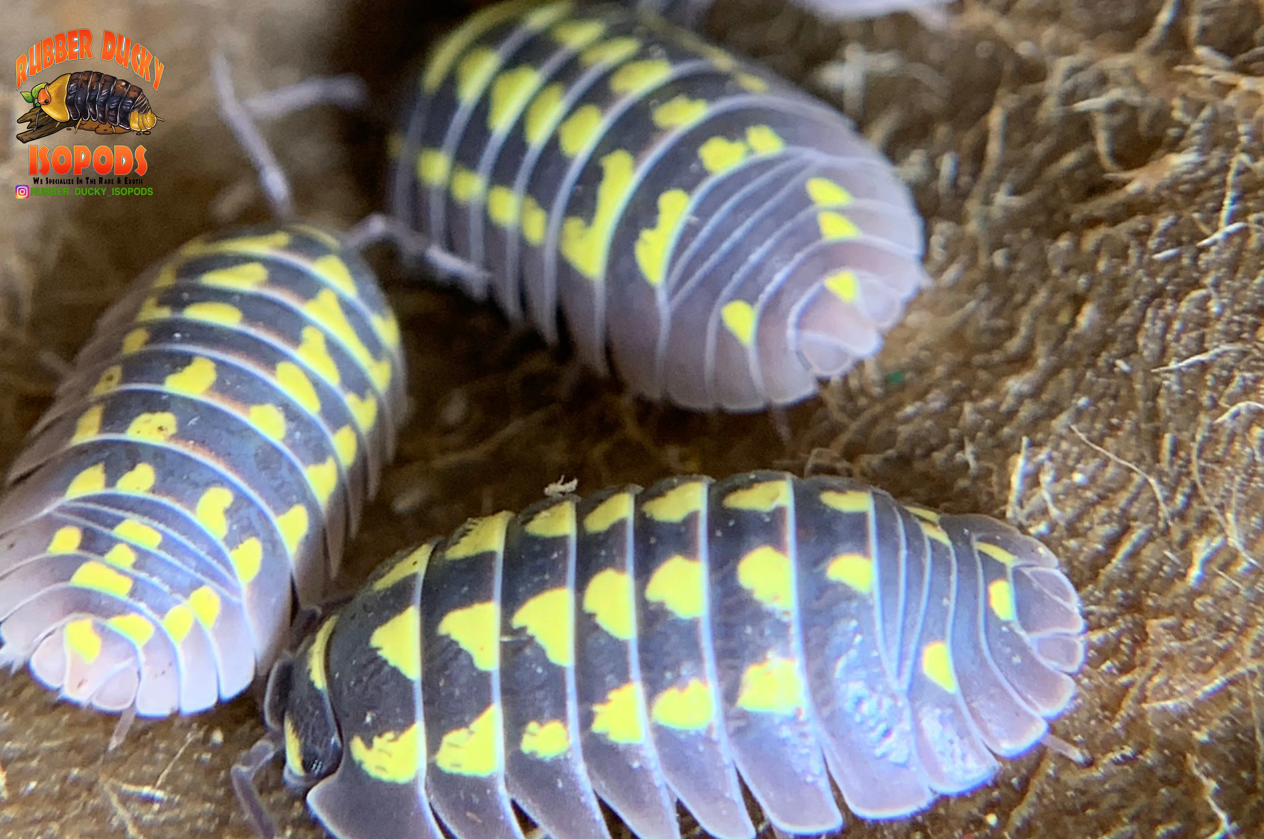 "Gestroi" Gorgeous Yellow Spotted Isopods (Armadillidium gestroi) 10 Count - Image 4