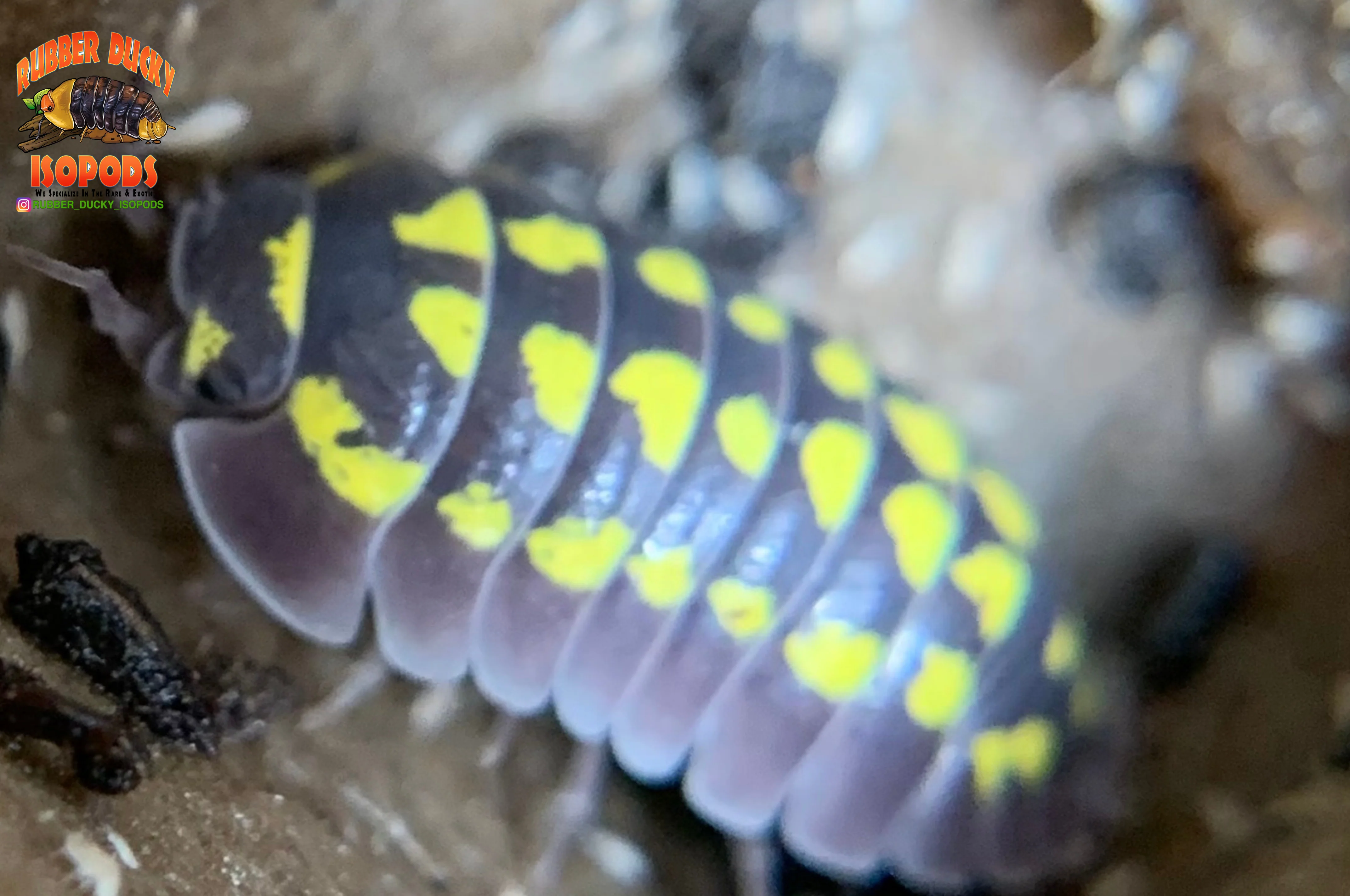 "Gestroi" Gorgeous Yellow Spotted Isopods (Armadillidium gestroi) 10 Count - Image 5