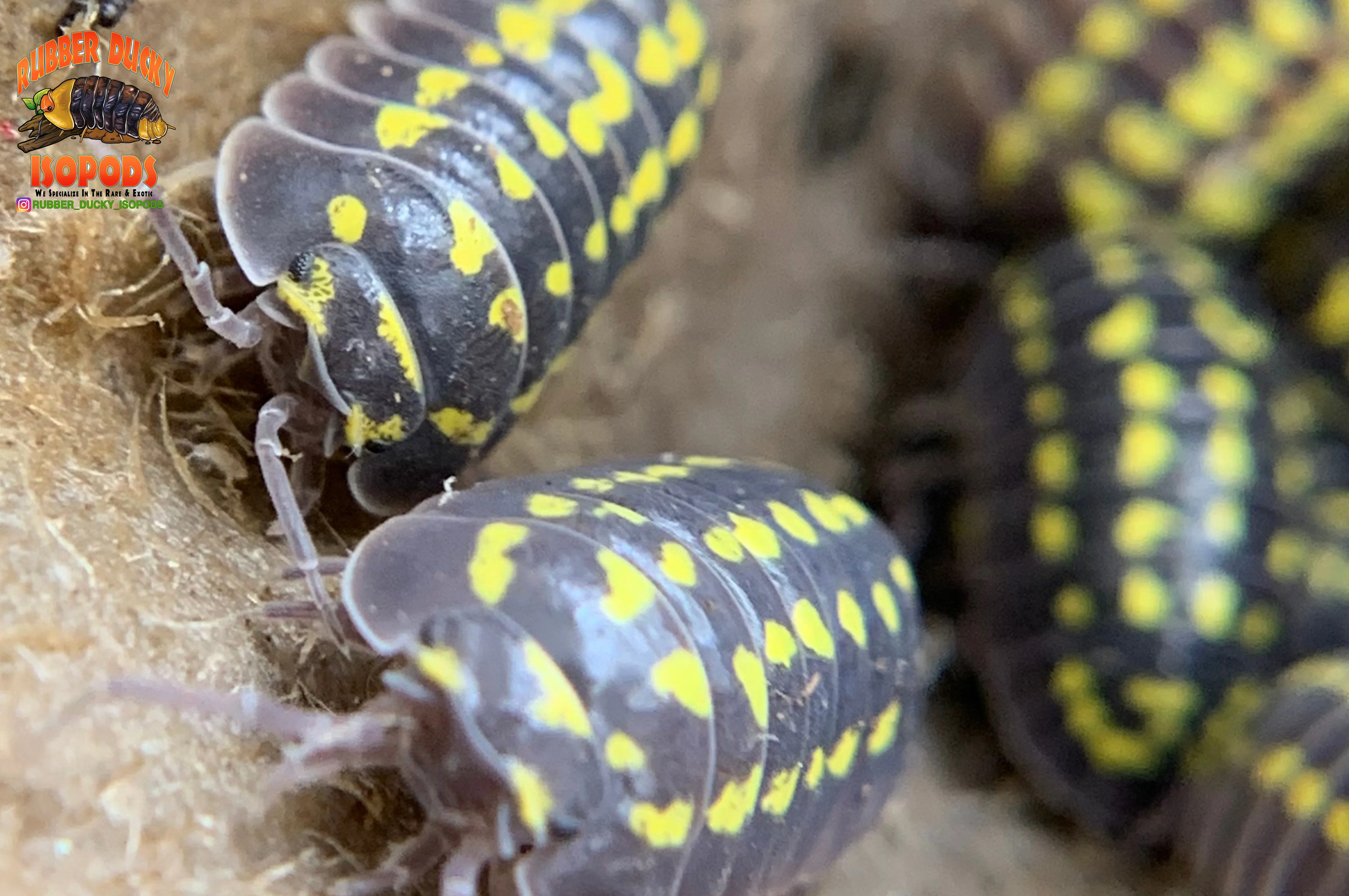 "Gestroi" Gorgeous Yellow Spotted Isopods (Armadillidium gestroi) 10 Count - Image 6