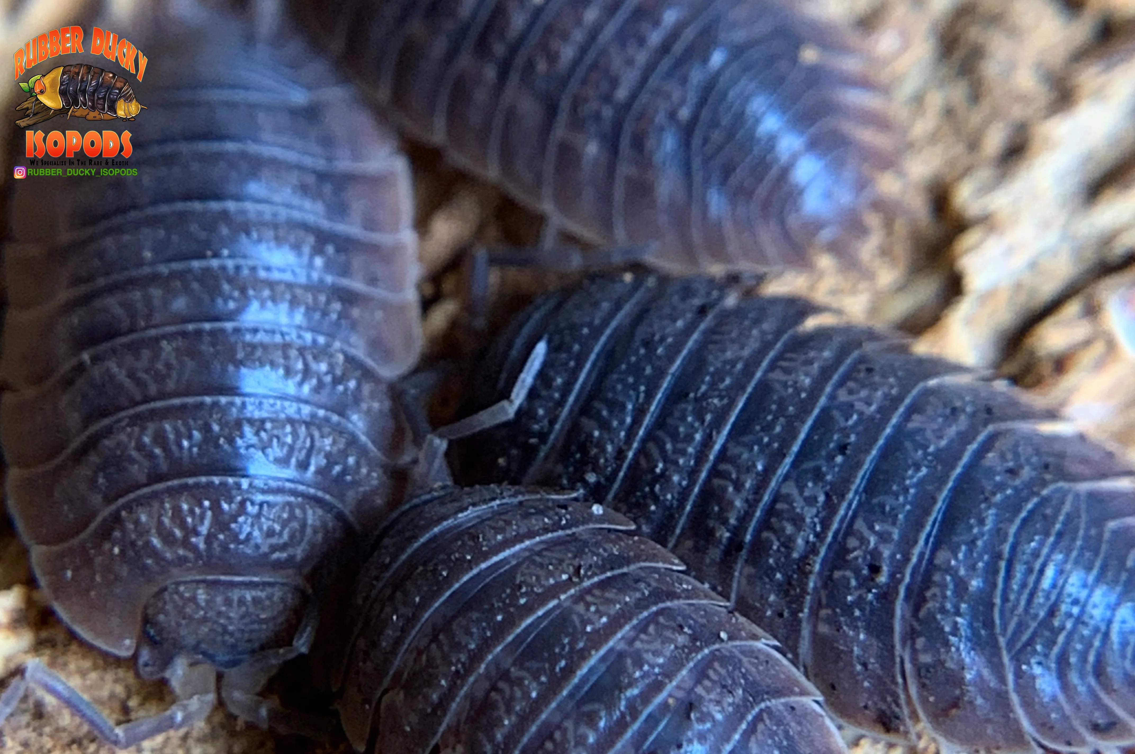 "Giant Canyon" Bearded Dragon Feeder Isopods (Porcellio dilatatus) 10 Count - Image 3