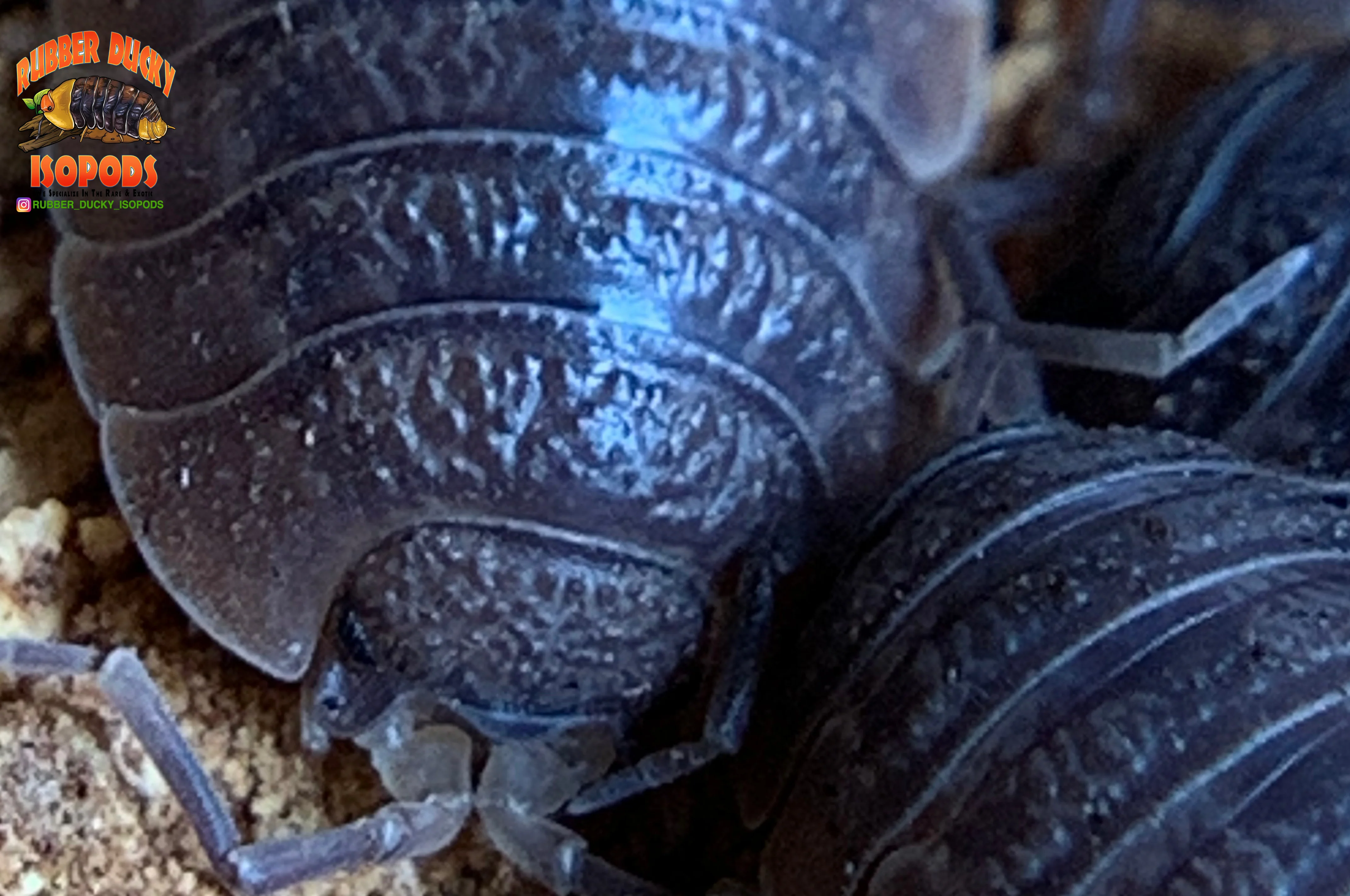 "Giant Canyon" Bearded Dragon Feeder Isopods (Porcellio dilatatus) 10 Count - Image 4
