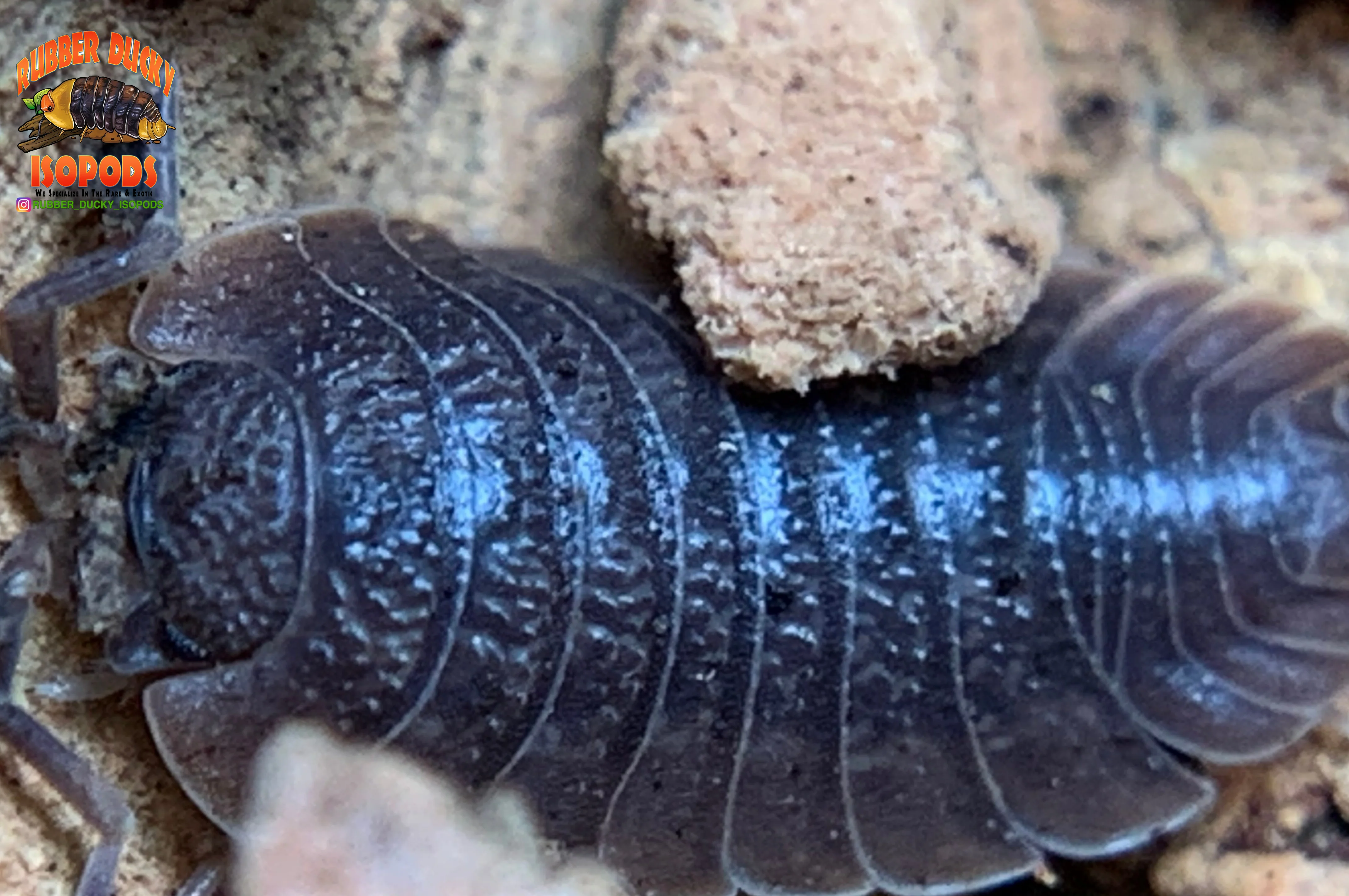 "Giant Canyon" Bearded Dragon Feeder Isopods (Porcellio dilatatus) 10 Count - Image 5
