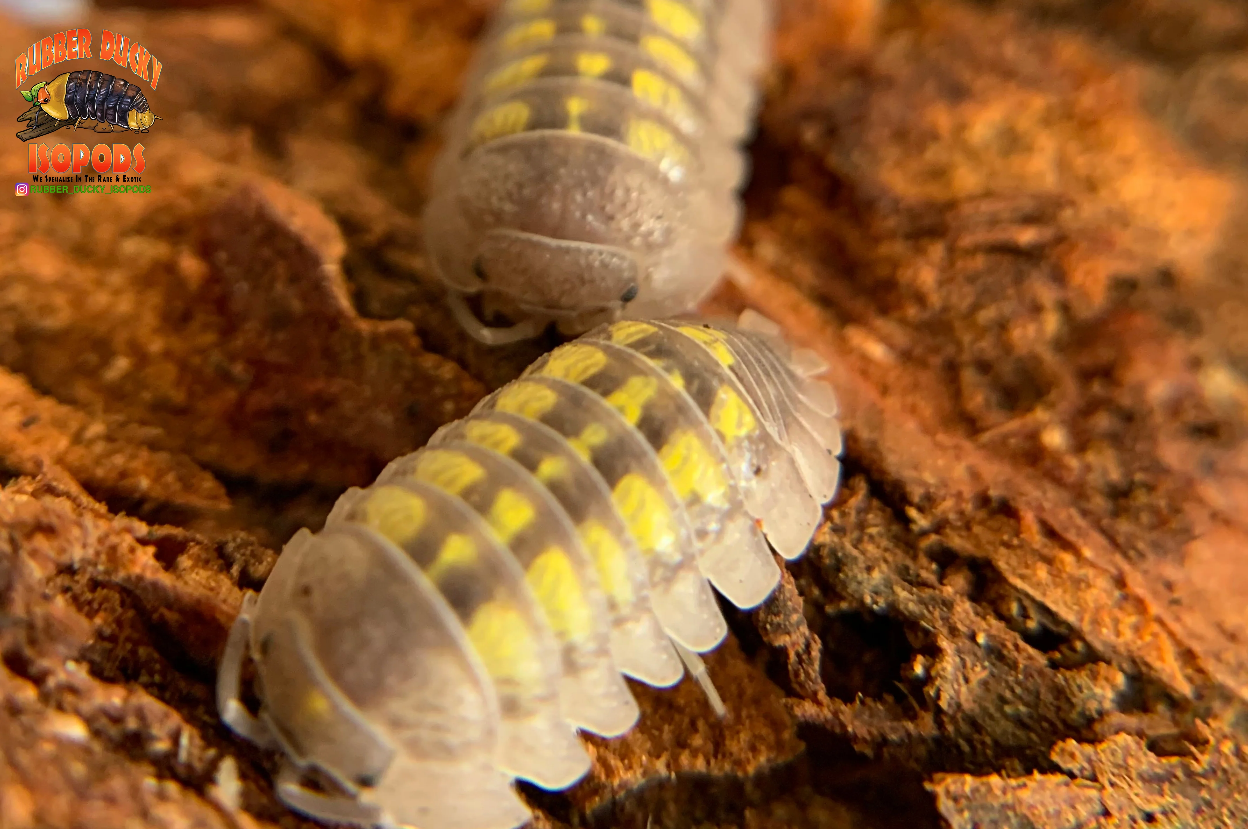 "Granulatum" Yellow Spanish Isopods  (Armadillidium granulatum) 10 Count - Image 2