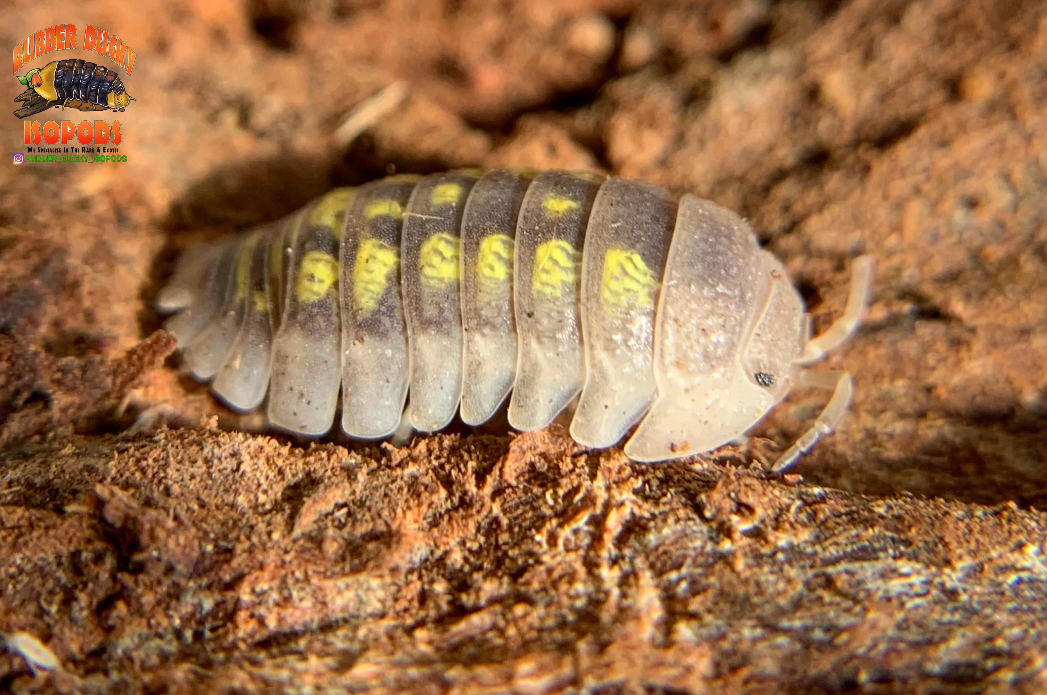 "Granulatum" Yellow Spanish Isopods  (Armadillidium granulatum) 10 Count - Image 3
