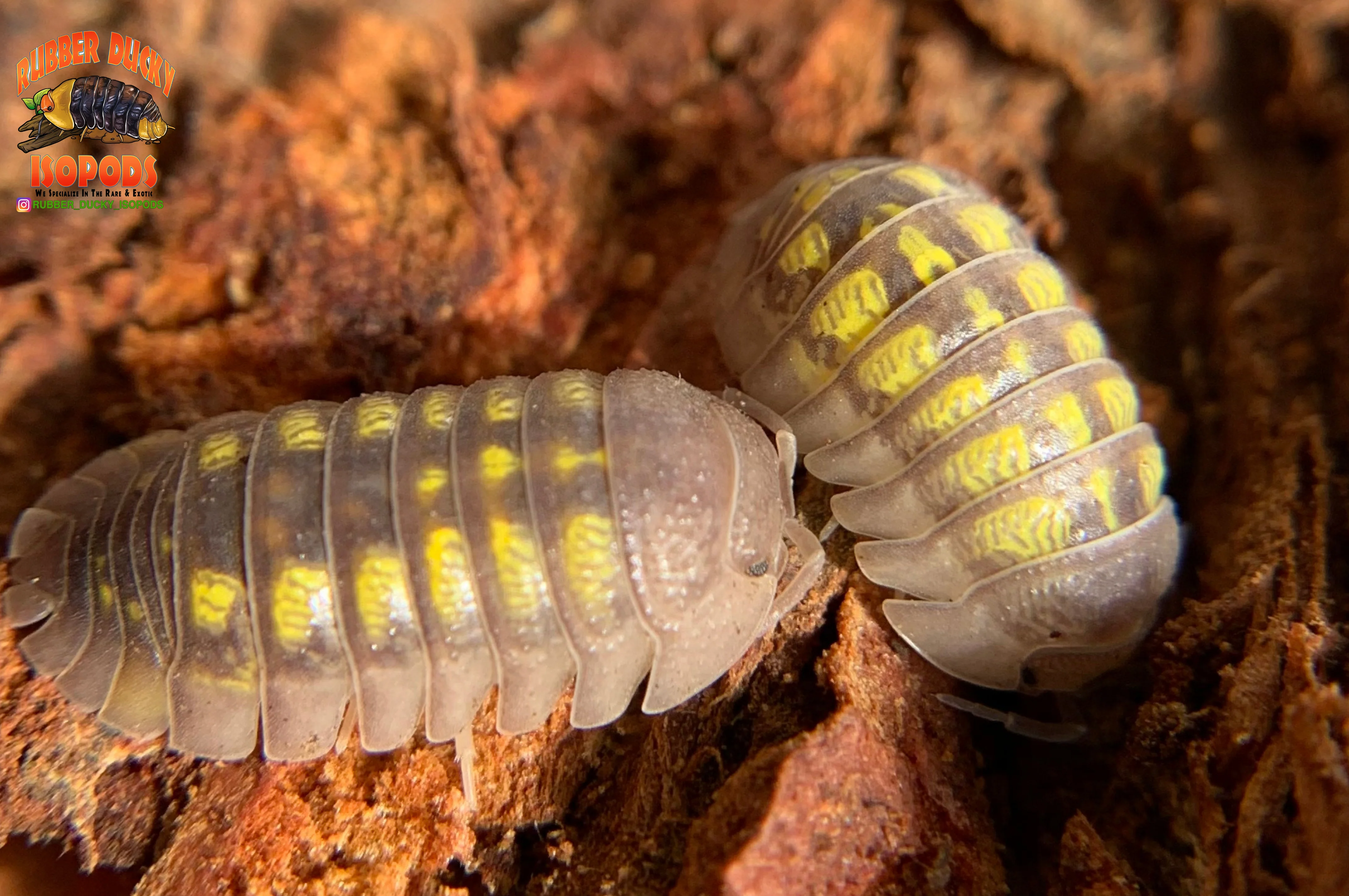 "Granulatum" Yellow Spanish Isopods  (Armadillidium granulatum) 10 Count - Image 4