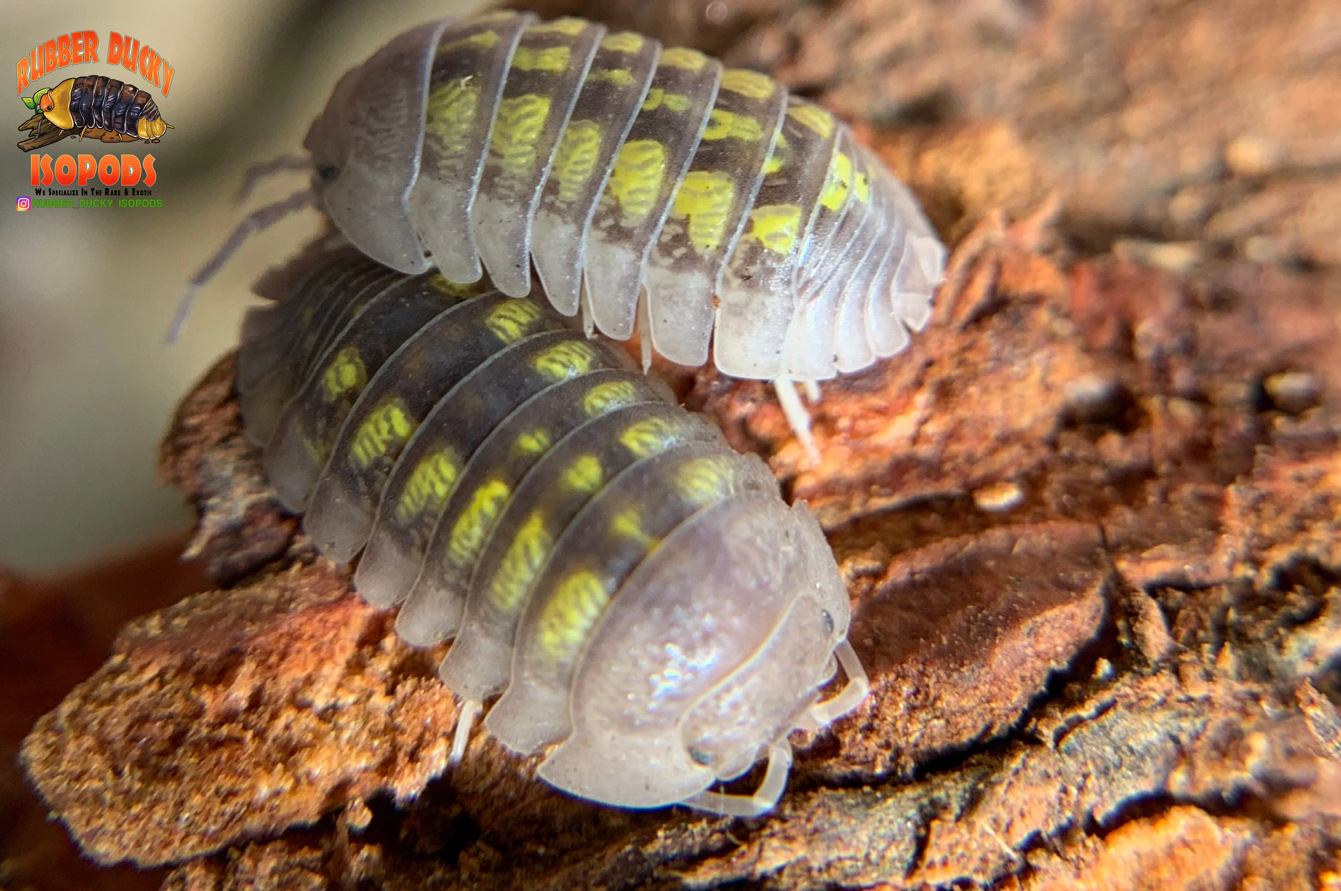 "Granulatum" Yellow Spanish Isopods  (Armadillidium granulatum) 10 Count - Image 5