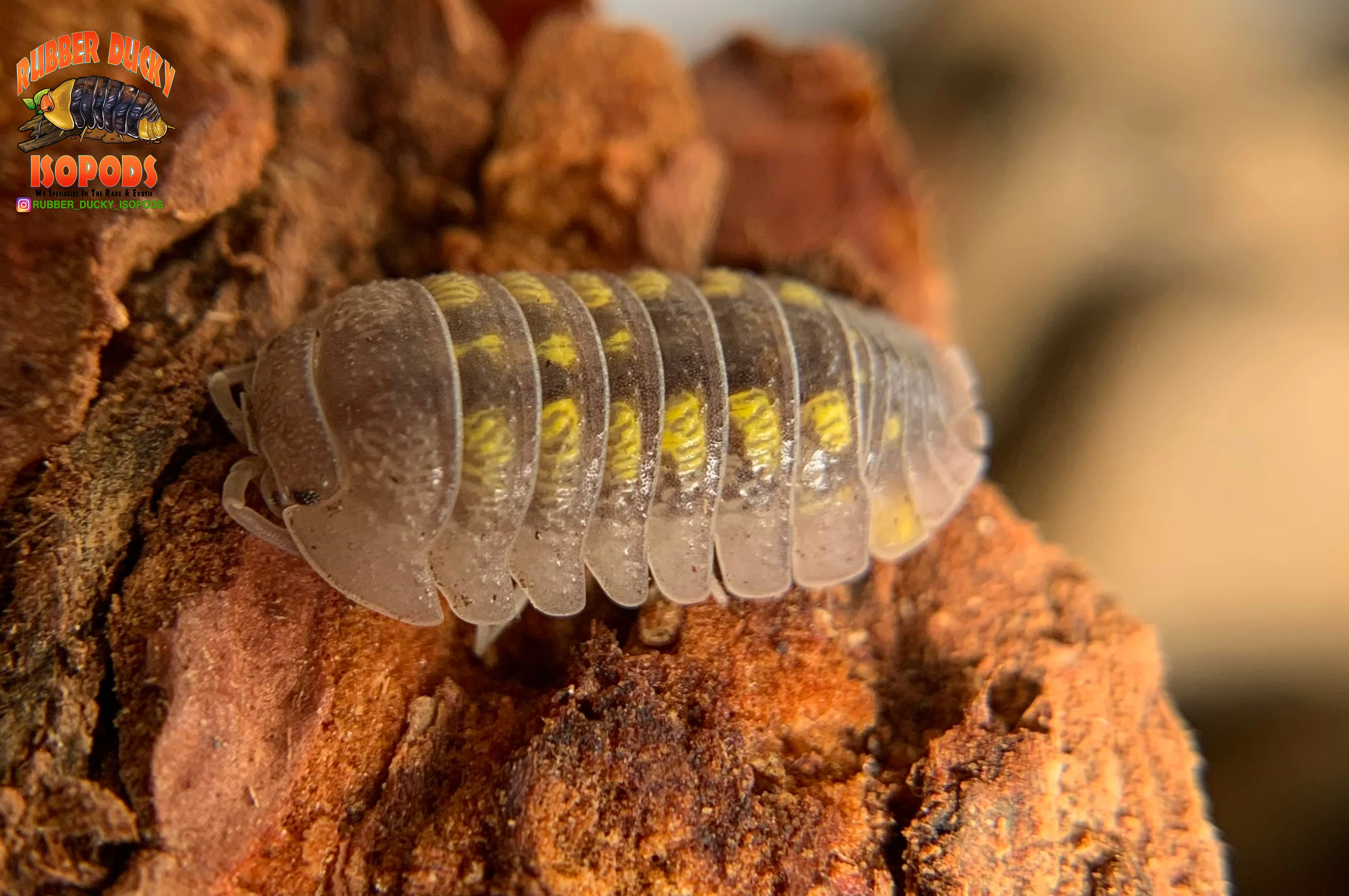 "Granulatum" Yellow Spanish Isopods  (Armadillidium granulatum) 10 Count - Image 6