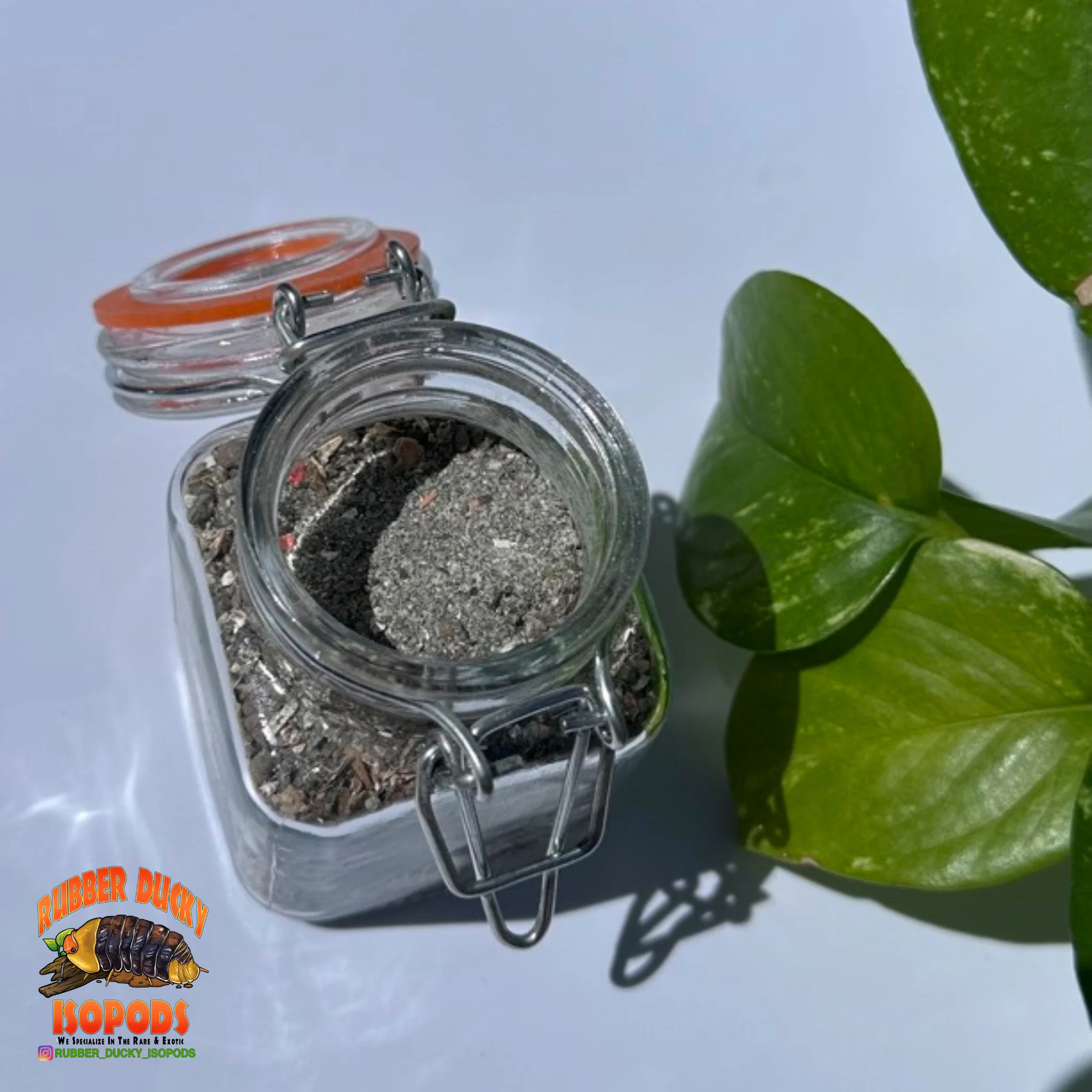 Breeding Superfood | Isopod & Springtail Nutrition - Image 3