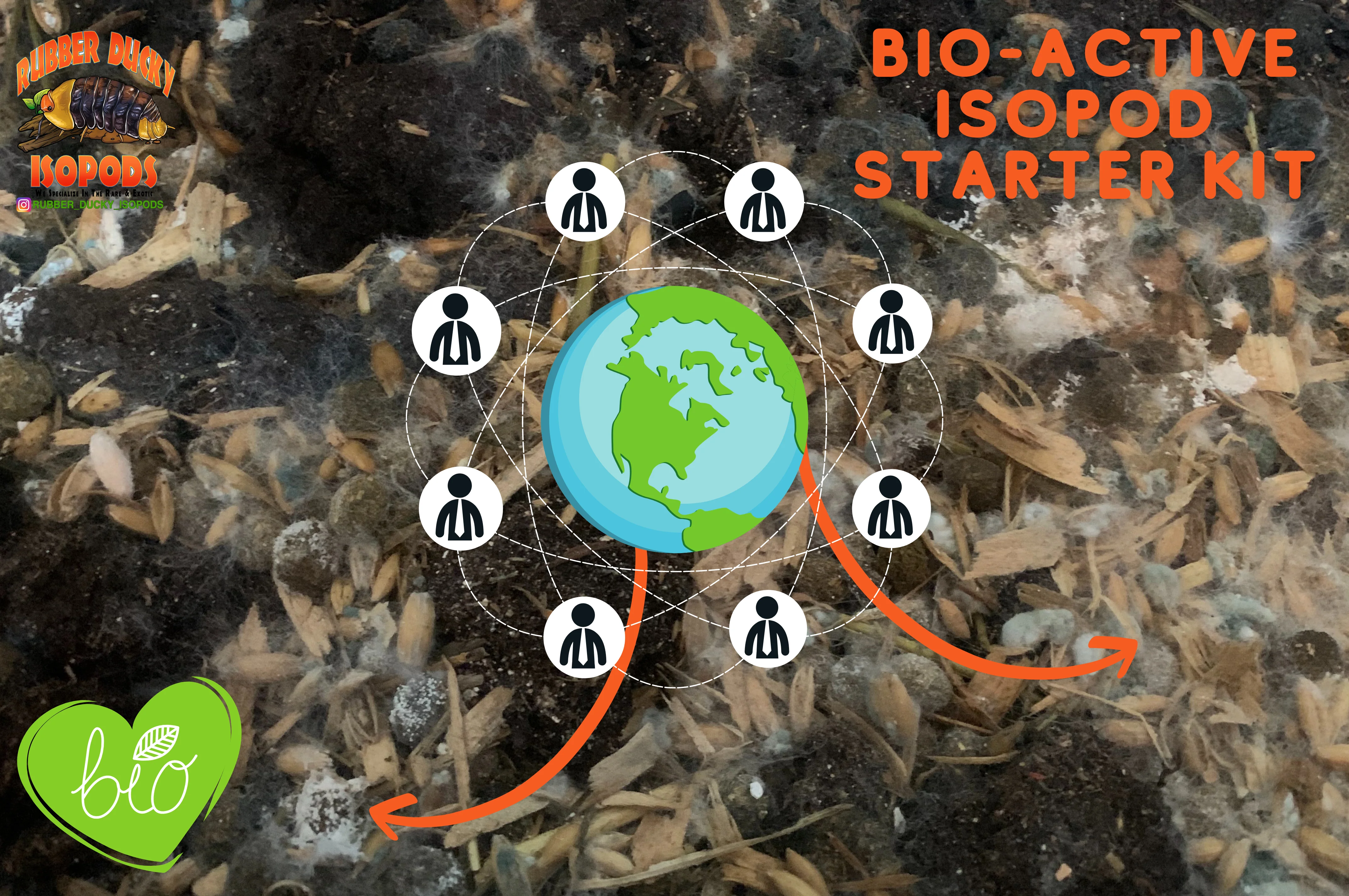 Bio-Active Isopod Soil Starter Kit Complete WITH Your Isopod Choice - Image 6