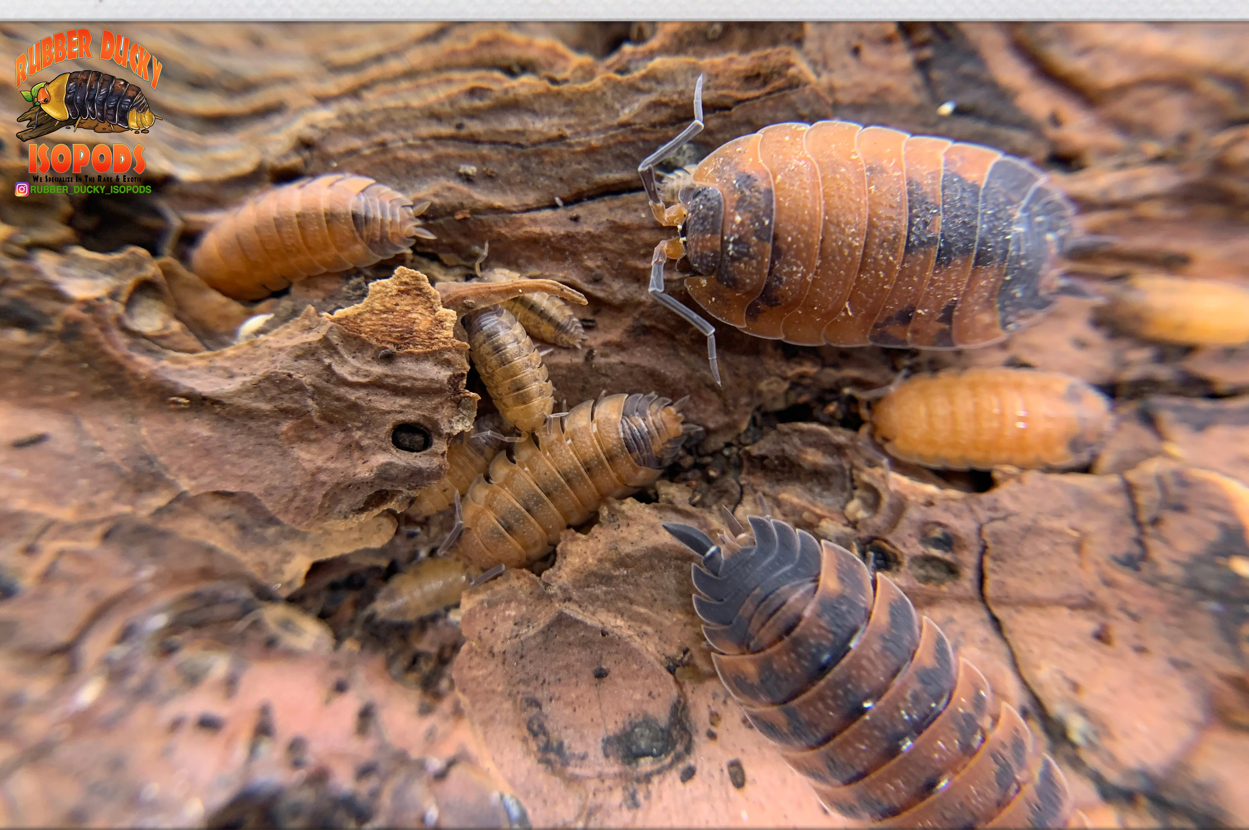 "Lava" STUNNING Orange and Blue Isopods (Porcellio scaber) 10 Count - Image 3