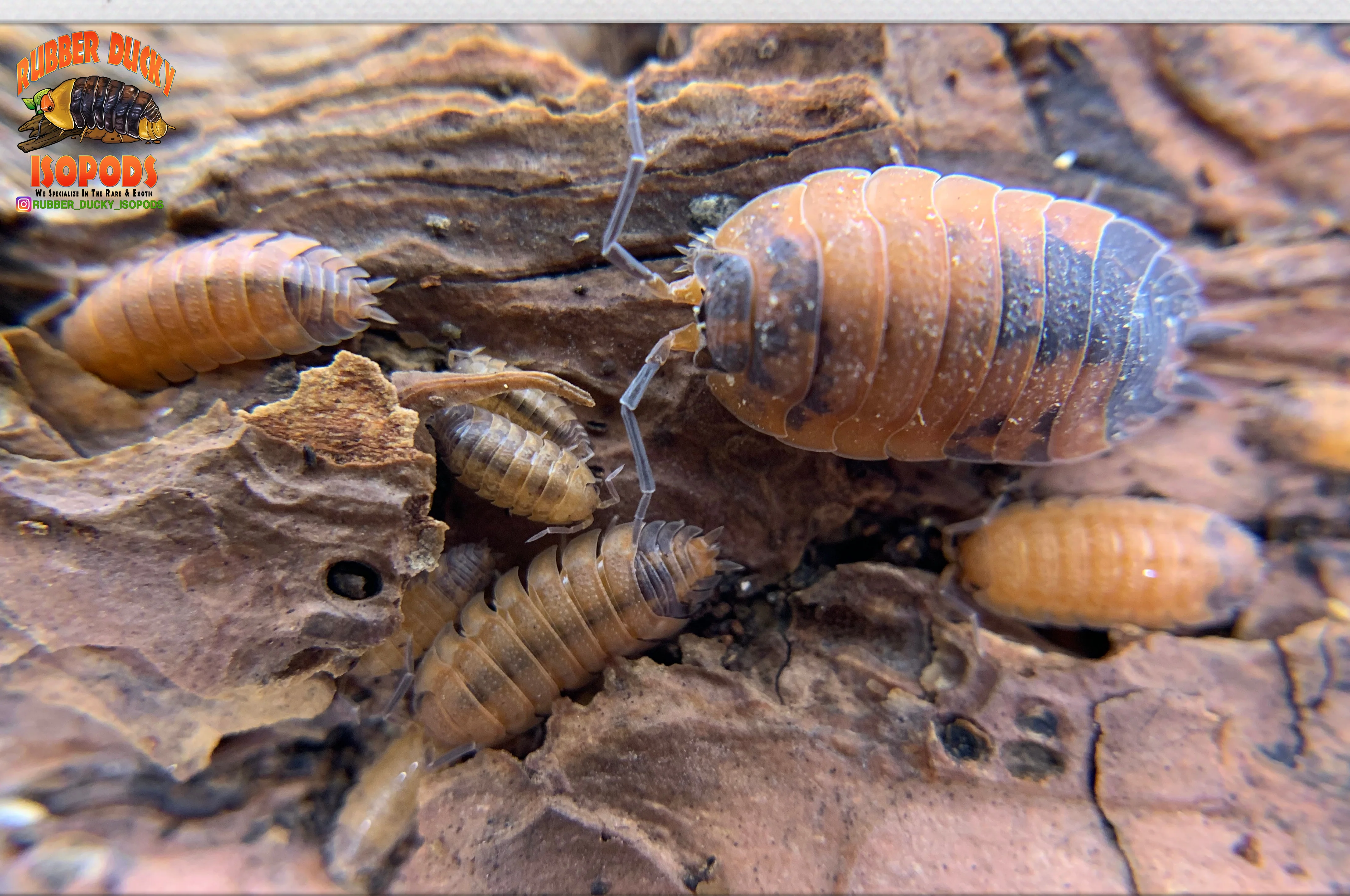"Lava" STUNNING Orange and Blue Isopods (Porcellio scaber) 10 Count - Image 4
