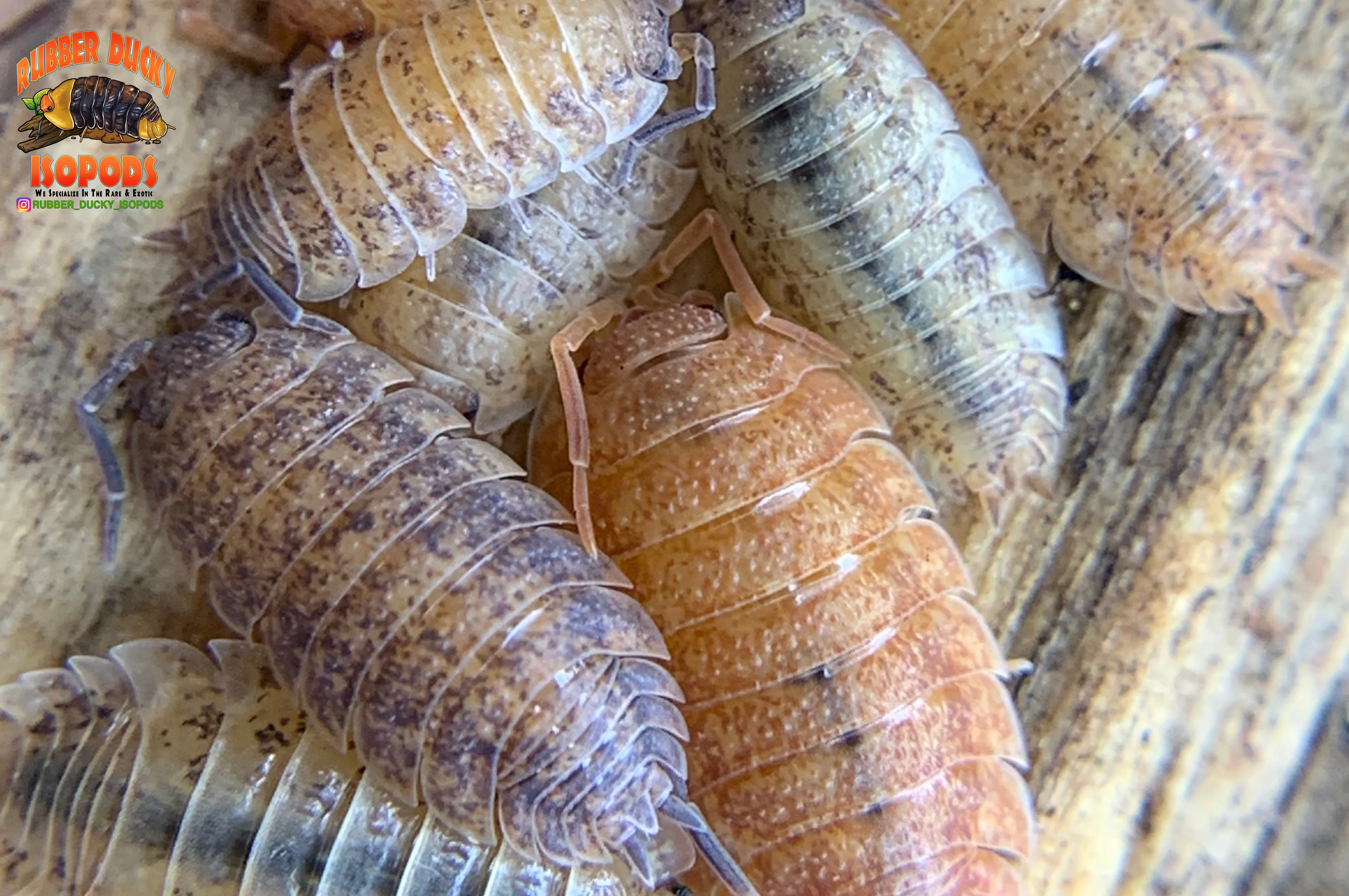 "Lemonade" Yellow Clean Up Crew Isopods (Porcellio scaber) 10 Count - Image 2