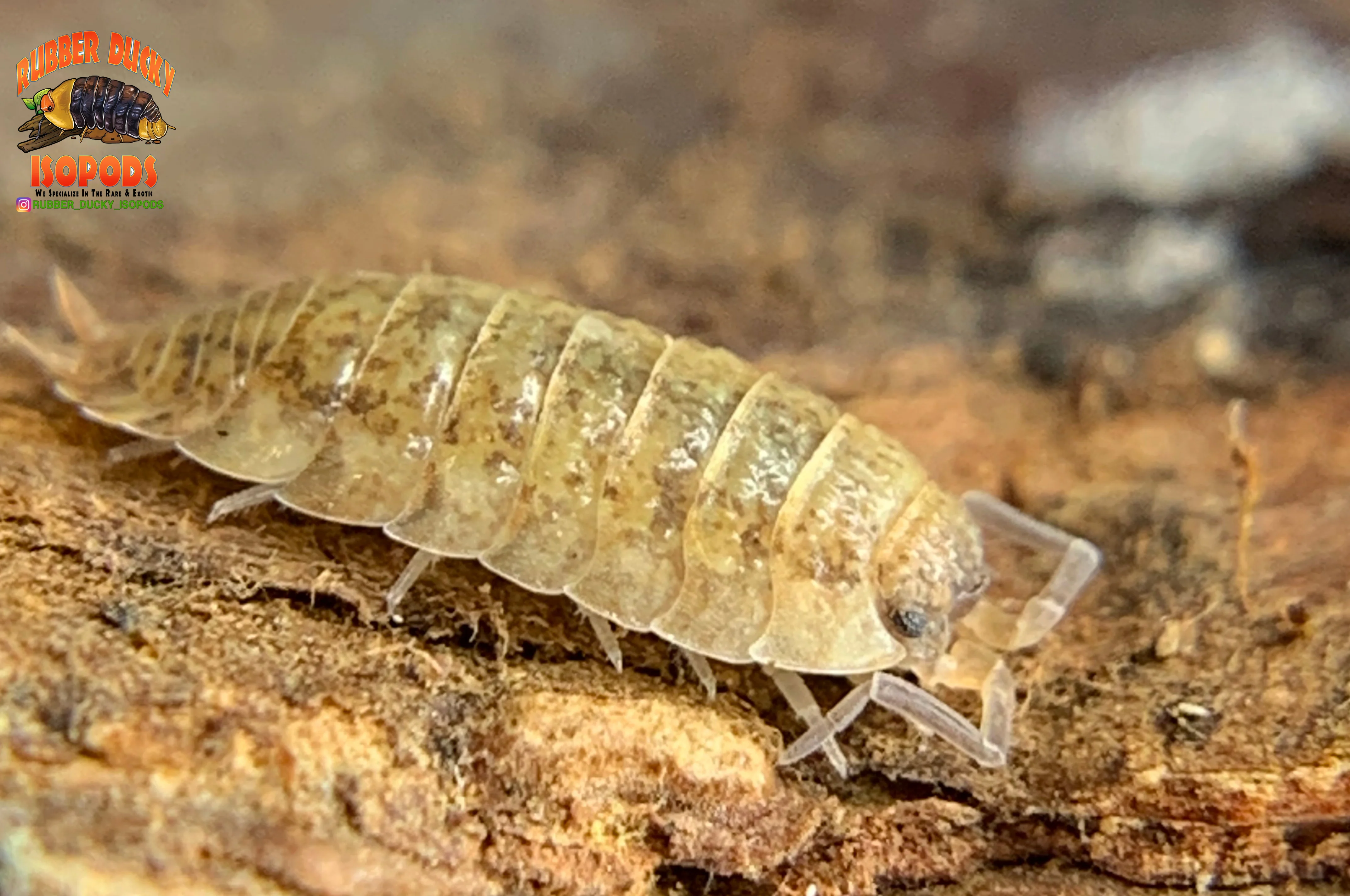 "Lemonade" Yellow Clean Up Crew Isopods (Porcellio scaber) 10 Count - Image 3