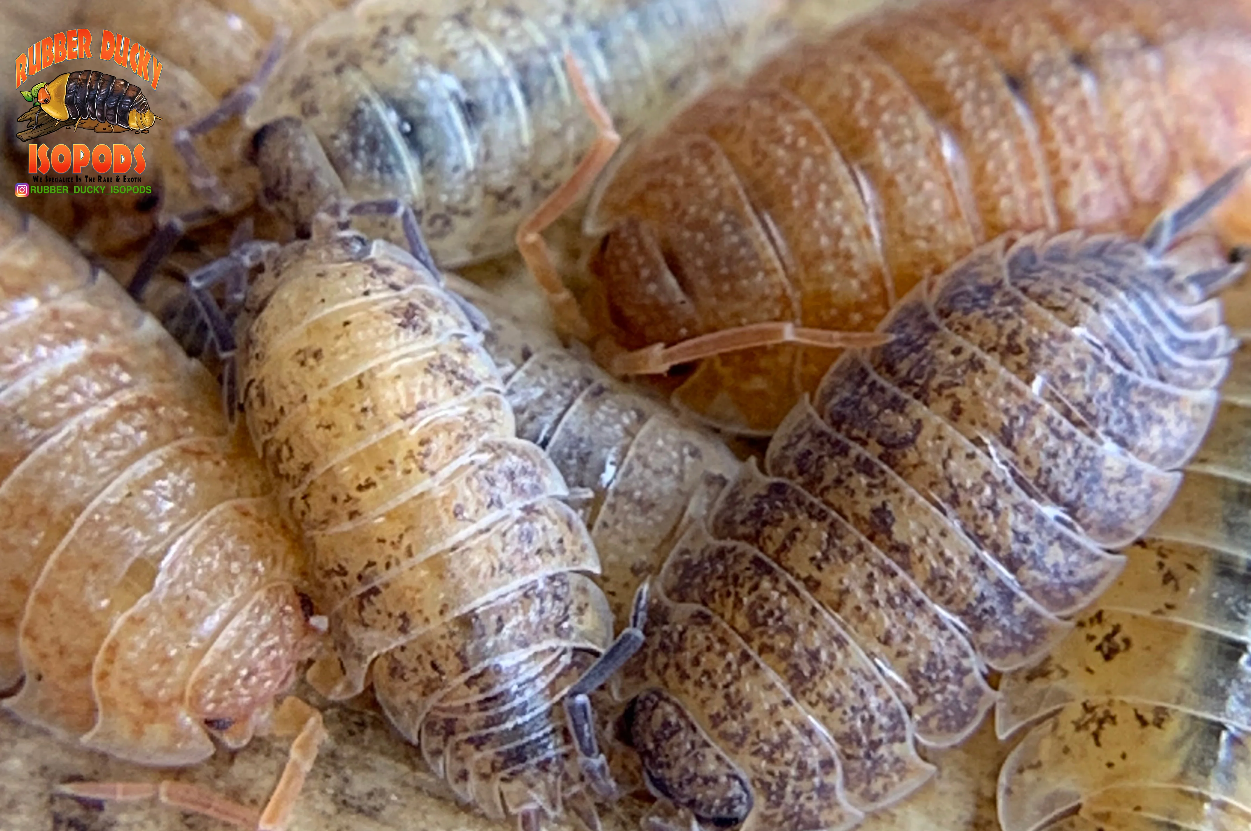 "Lemonade" Yellow Clean Up Crew Isopods (Porcellio scaber) 10 Count - Image 4