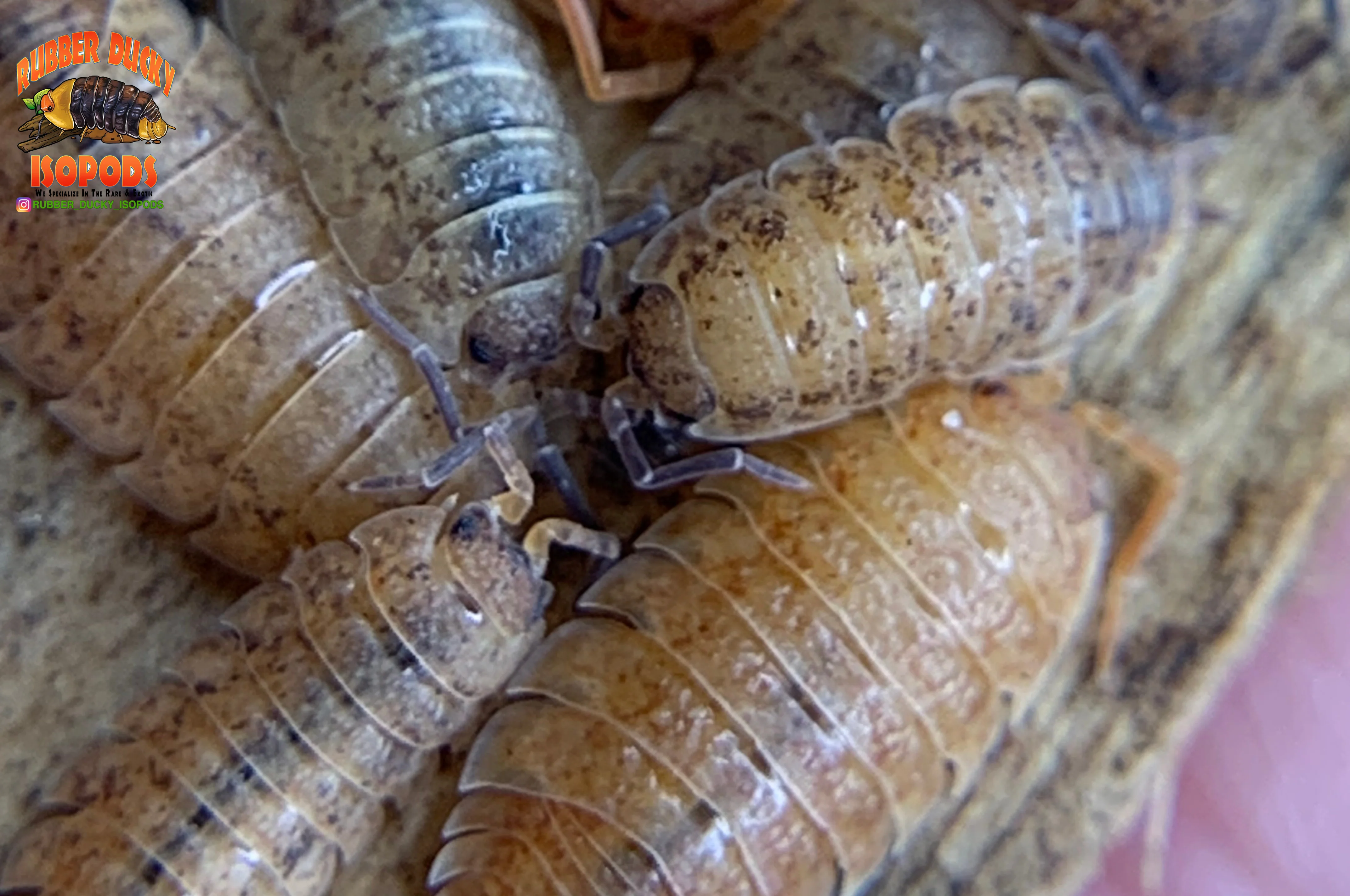 "Lemonade" Yellow Clean Up Crew Isopods (Porcellio scaber) 10 Count - Image 5