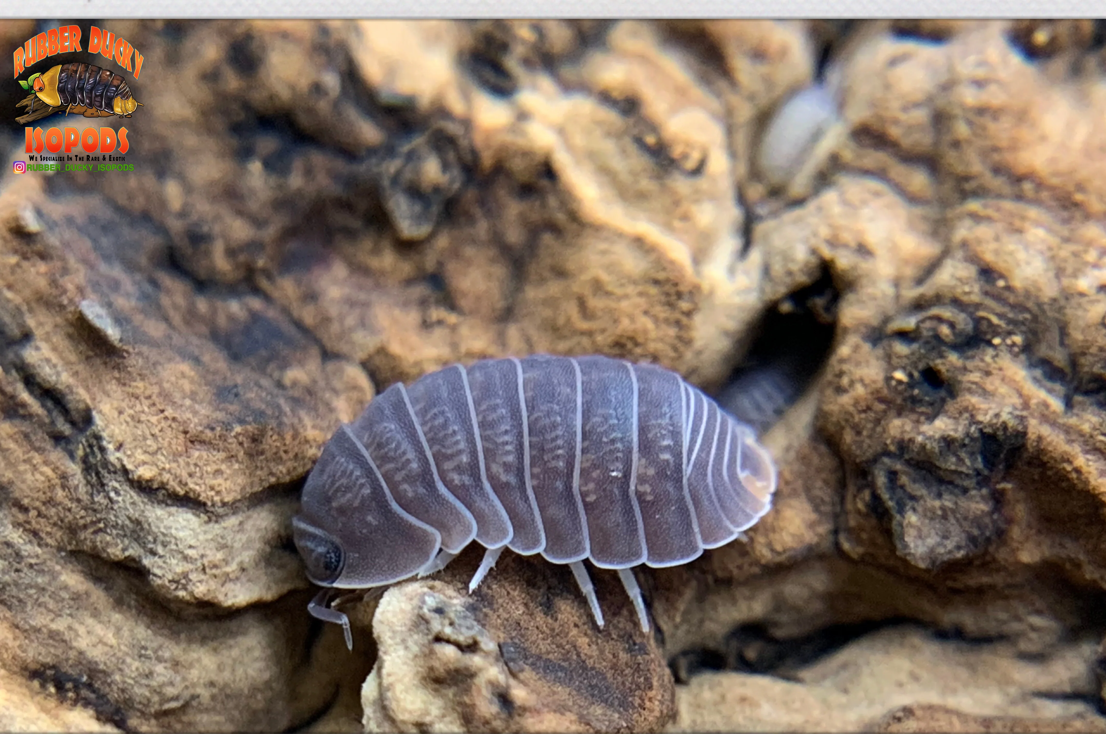 "Little Sea" PERFECT Beginner Isopods (Cubaris murina) 10 Count - Image 3