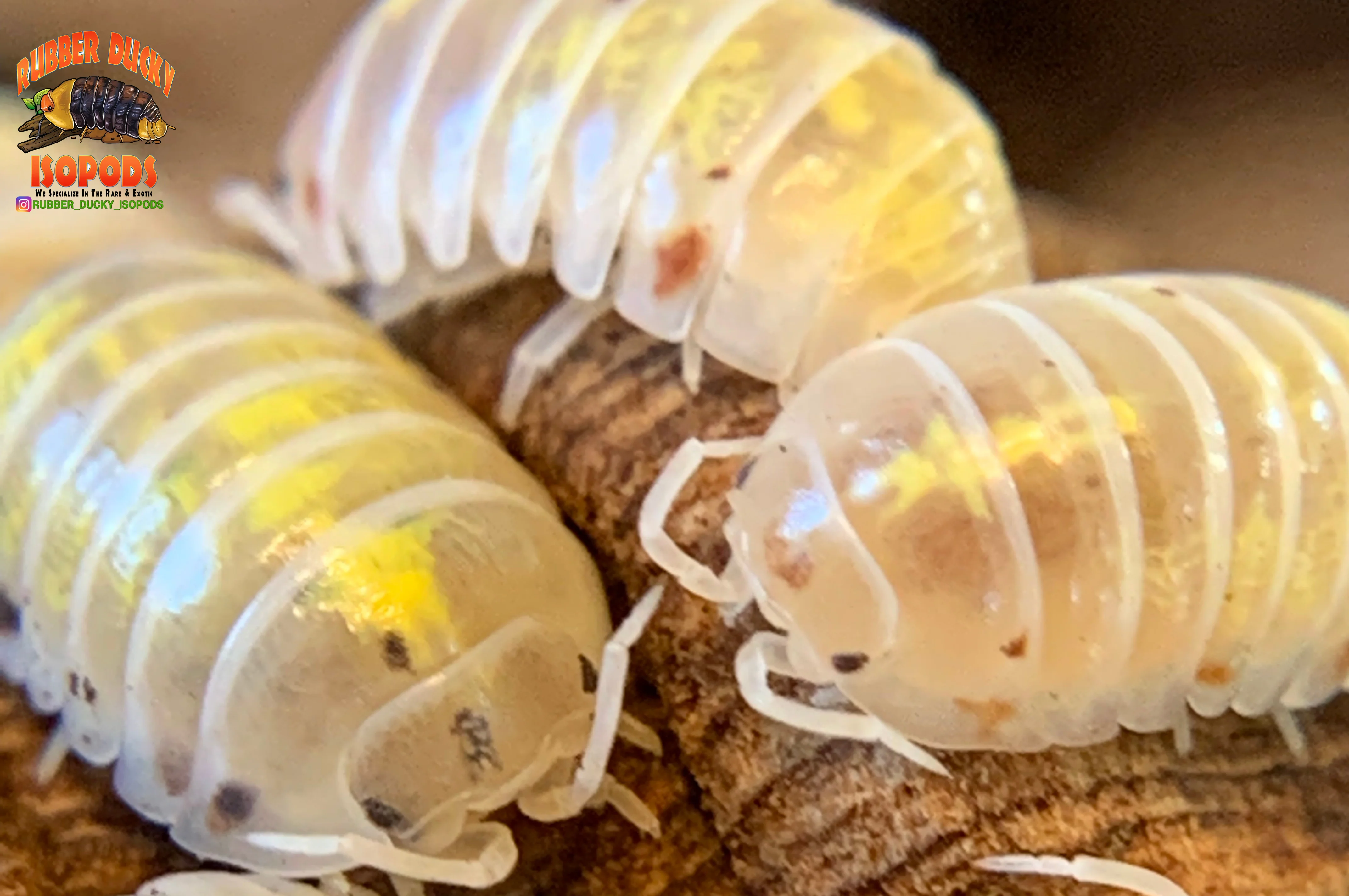 "Magic Potion" Isopods "American Line" (Armadillidium vulgare) 10 Count - Image 2