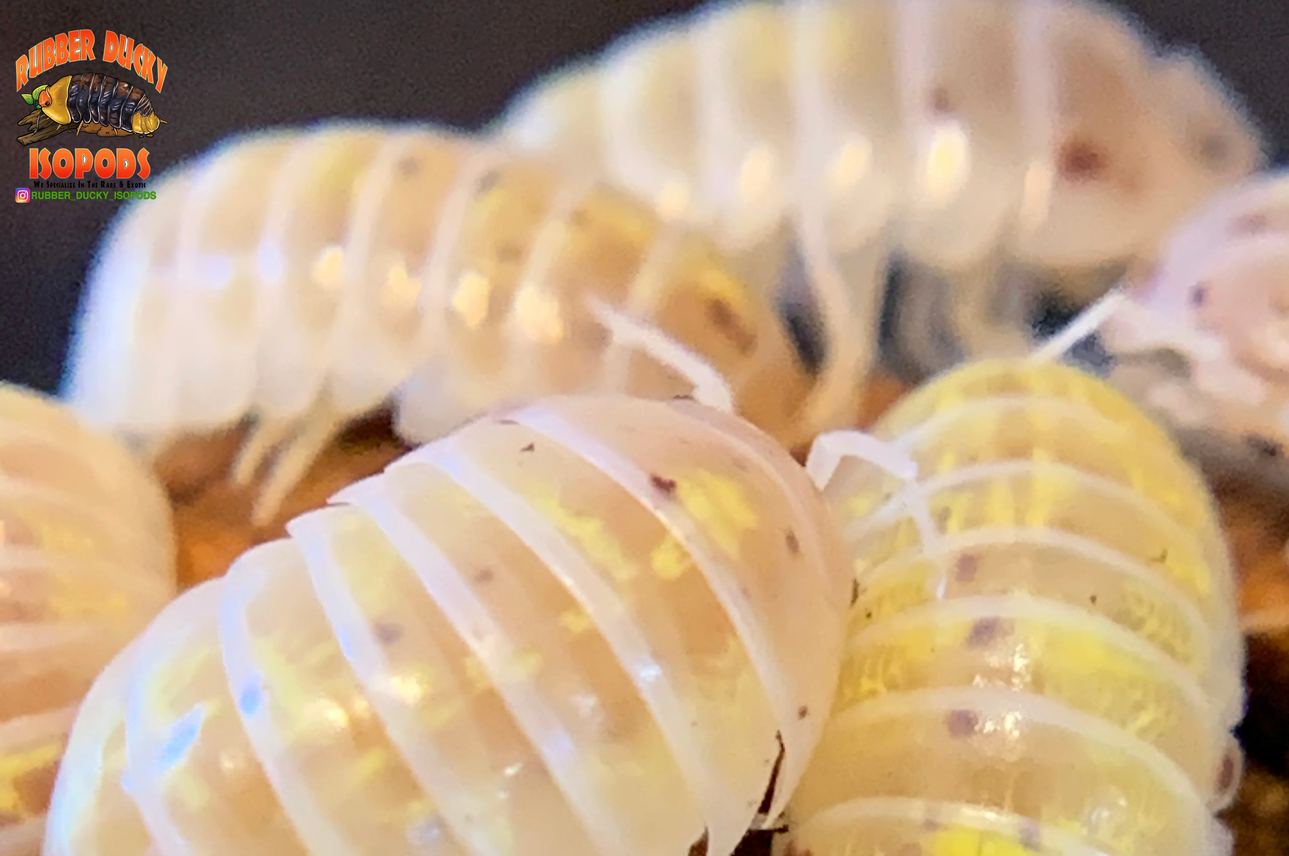 "Magic Potion" Isopods "American Line" (Armadillidium vulgare) 10 Count - Image 3
