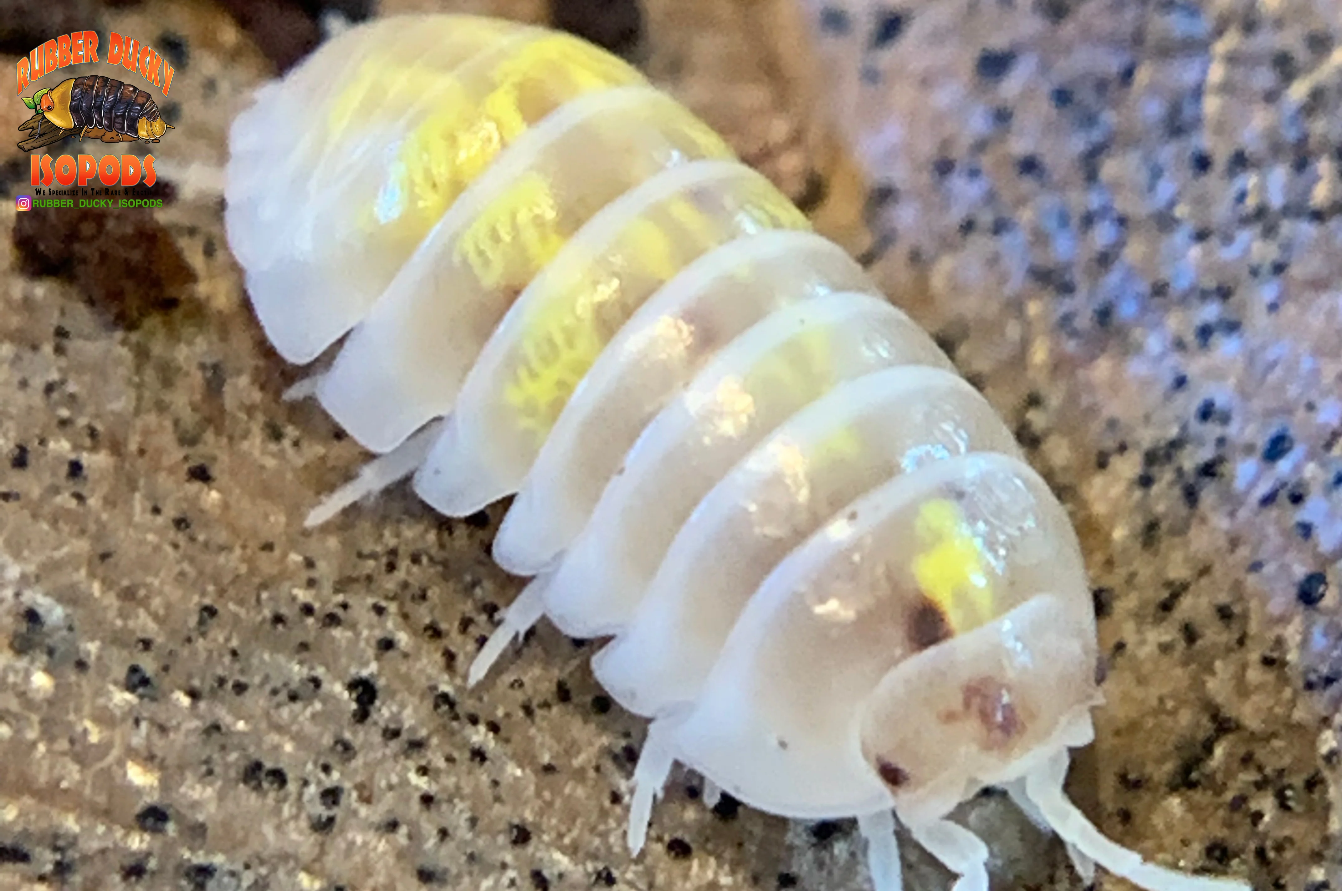 "Magic Potion" Isopods "American Line" (Armadillidium vulgare) 10 Count - Image 4