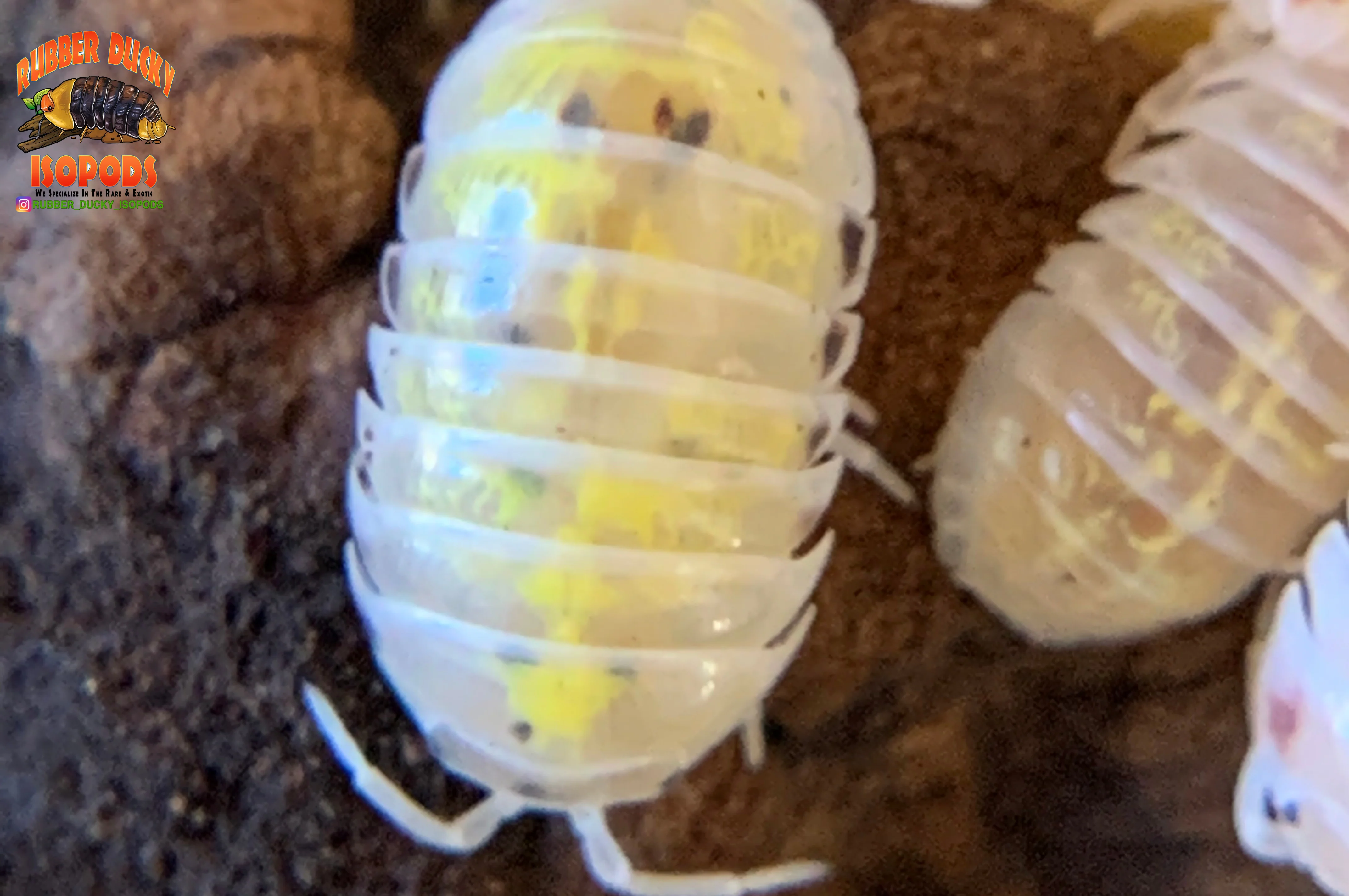 "Magic Potion" Isopods "American Line" (Armadillidium vulgare) 10 Count - Image 5