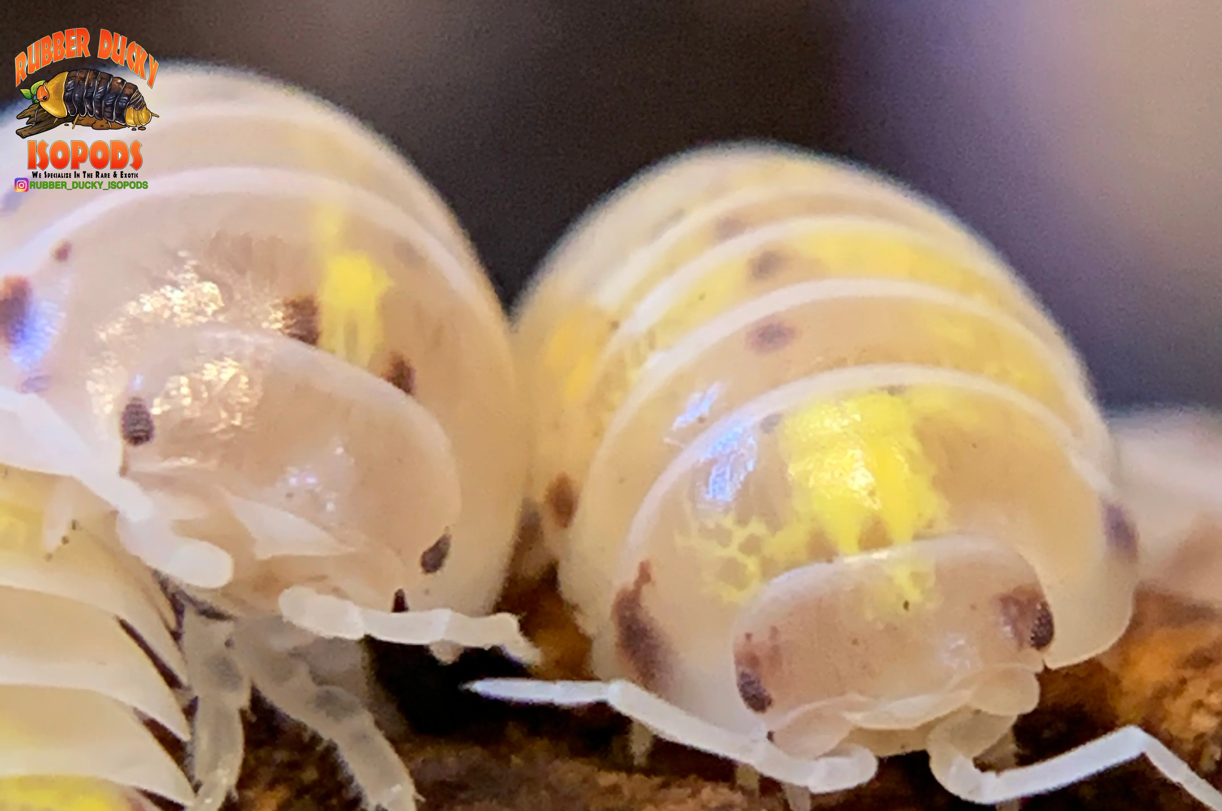 "Magic Potion" Isopods "American Line" (Armadillidium vulgare) 10 Count - Image 6