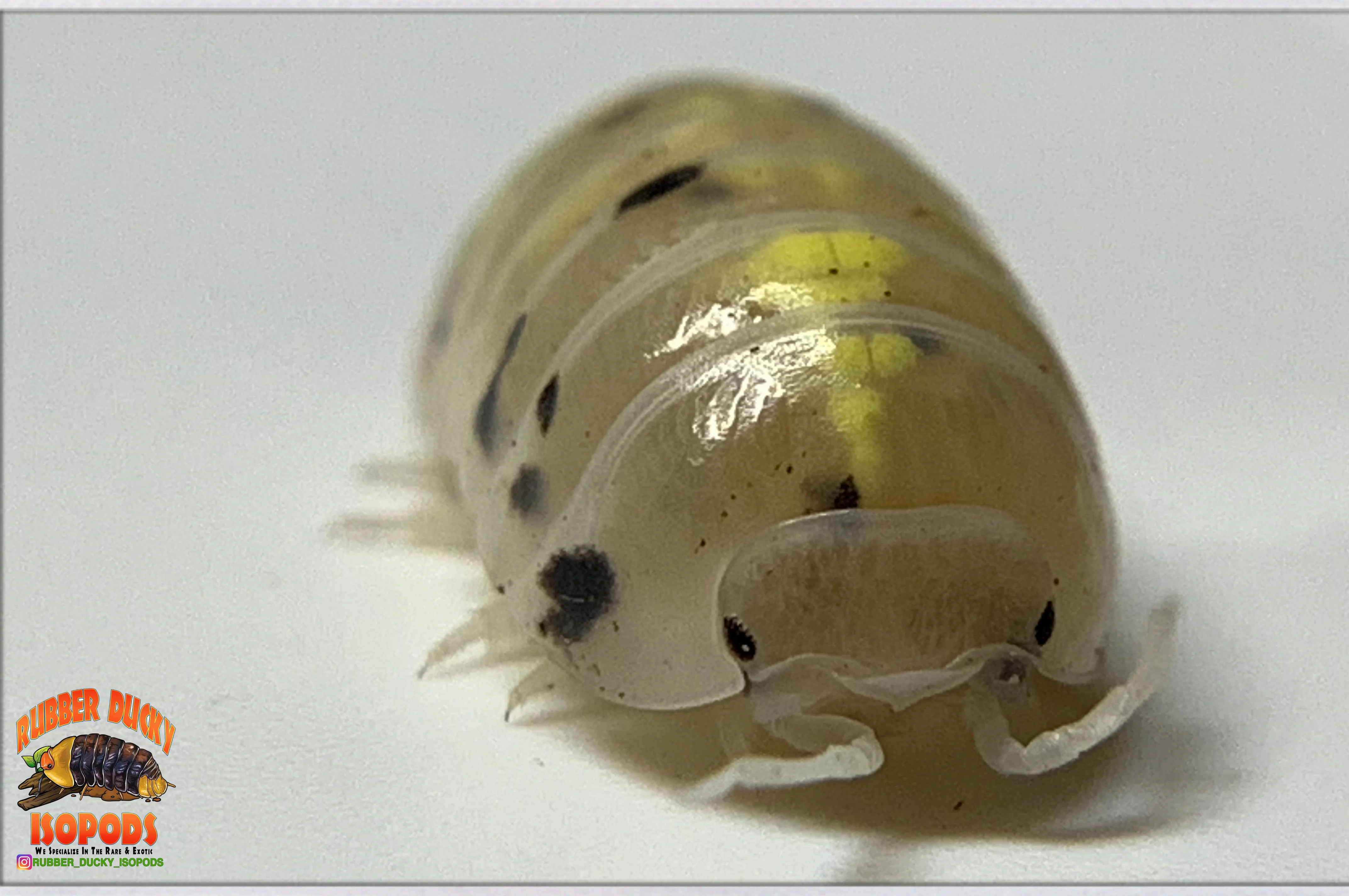"Magic Potion" Isopods "Japanese Line" (Armadillidium vulgare) 10-50 Count - Image 2
