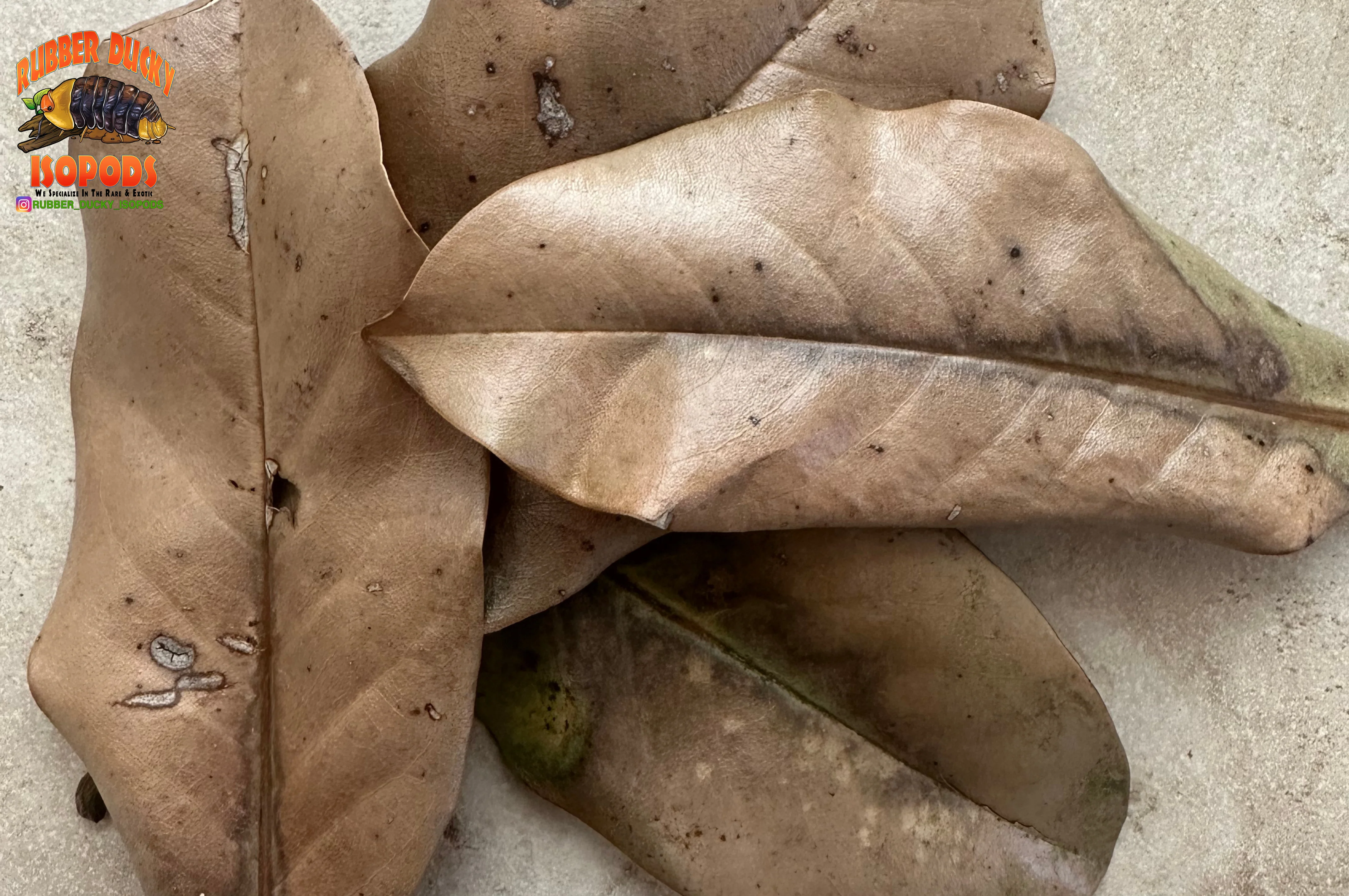 Magnolia Organic Leaf Litter (Tennessee Mountains Elevation 5,512) - Image 3