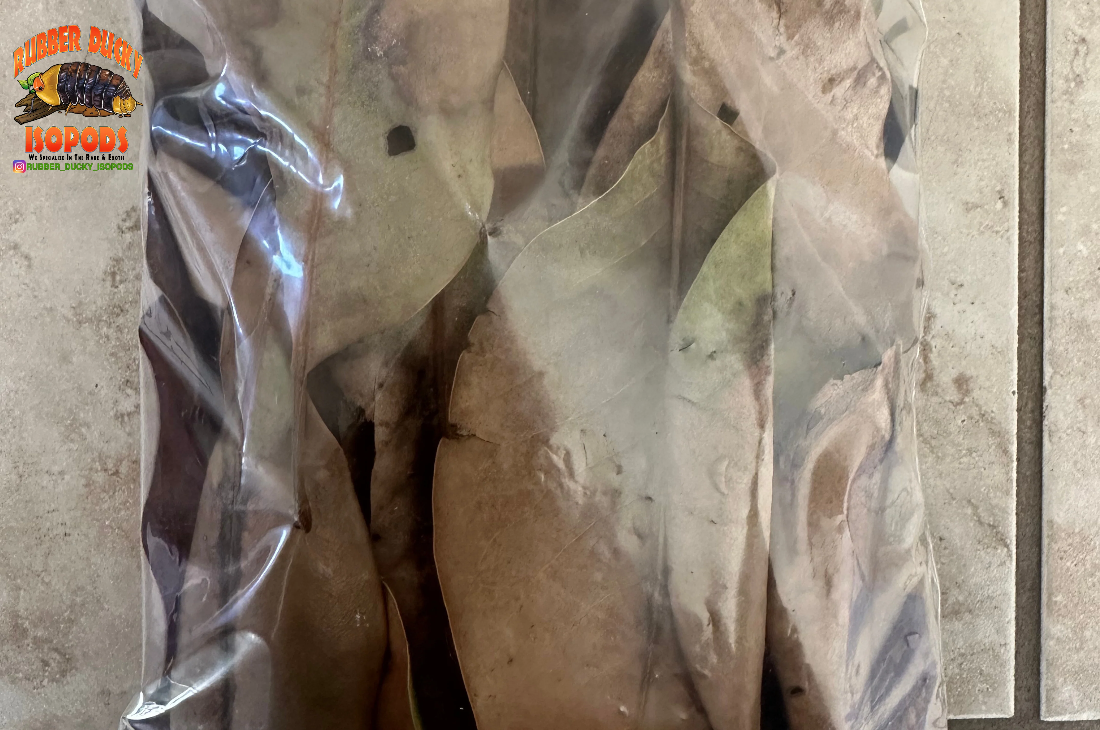 Magnolia Organic Leaf Litter (Tennessee Mountains Elevation 5,512) - Image 5