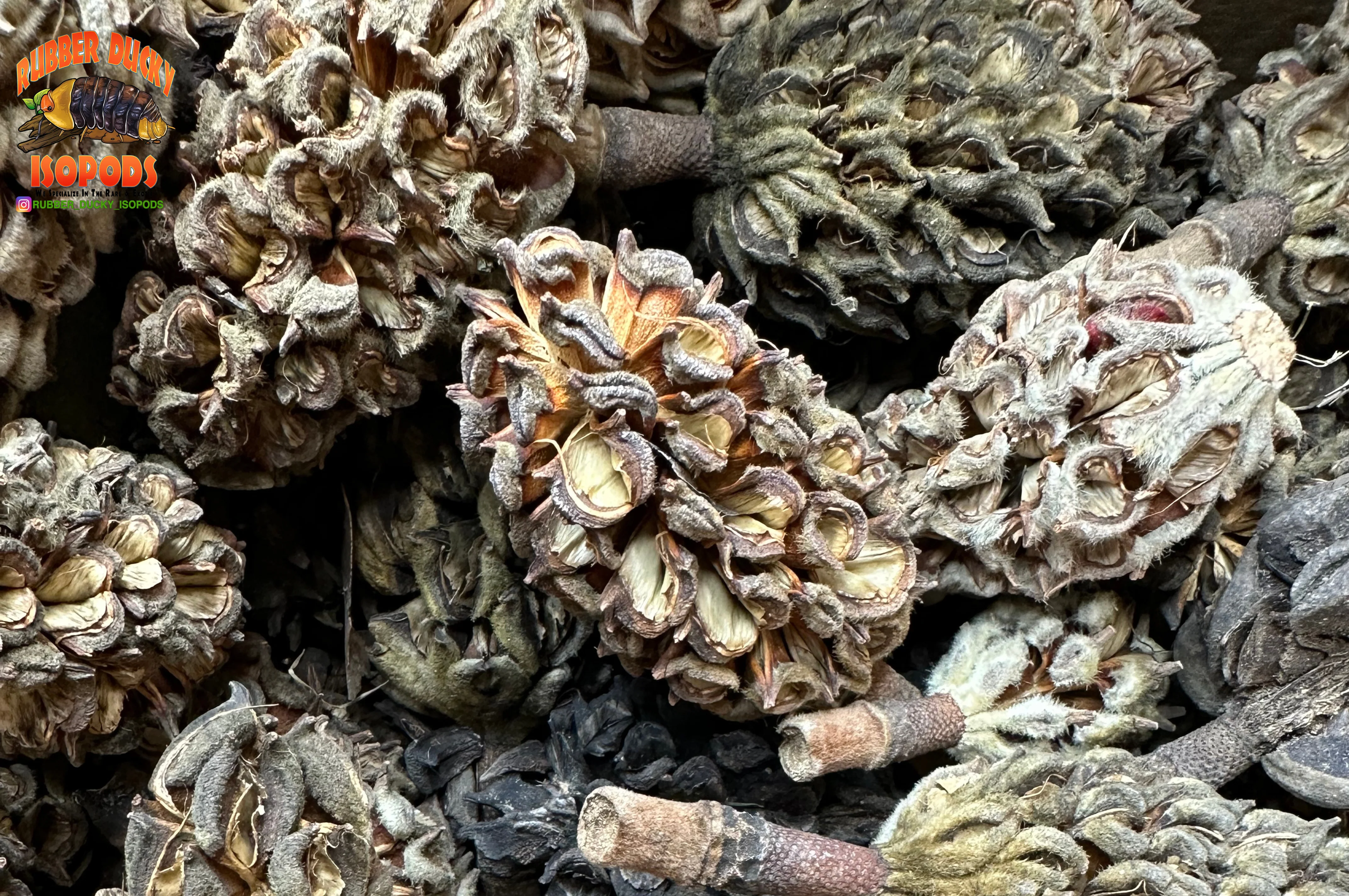 Magnolia Tree Seed Pods (Tennessee Mountains Elevation 5,512) - Image 3