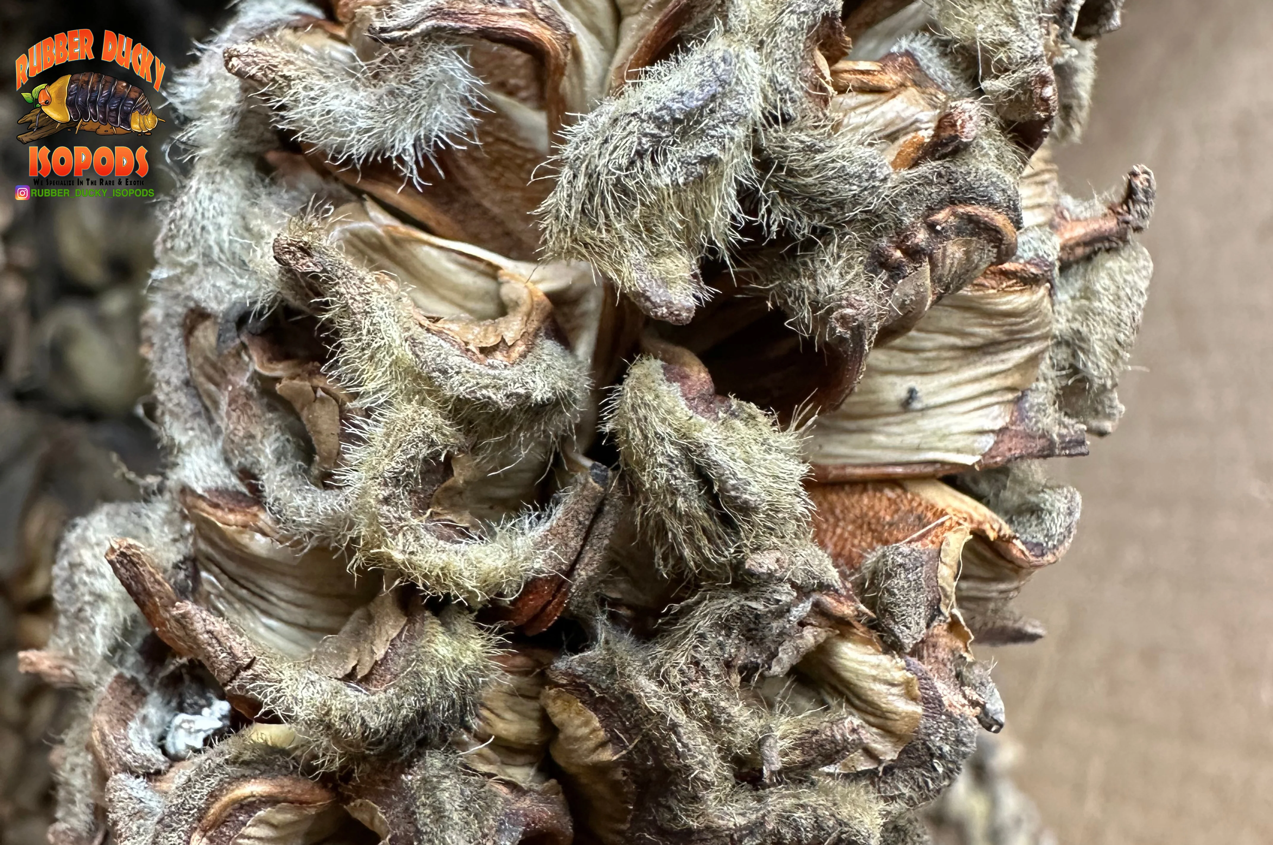 Magnolia Tree Seed Pods (Tennessee Mountains Elevation 5,512) - Image 4