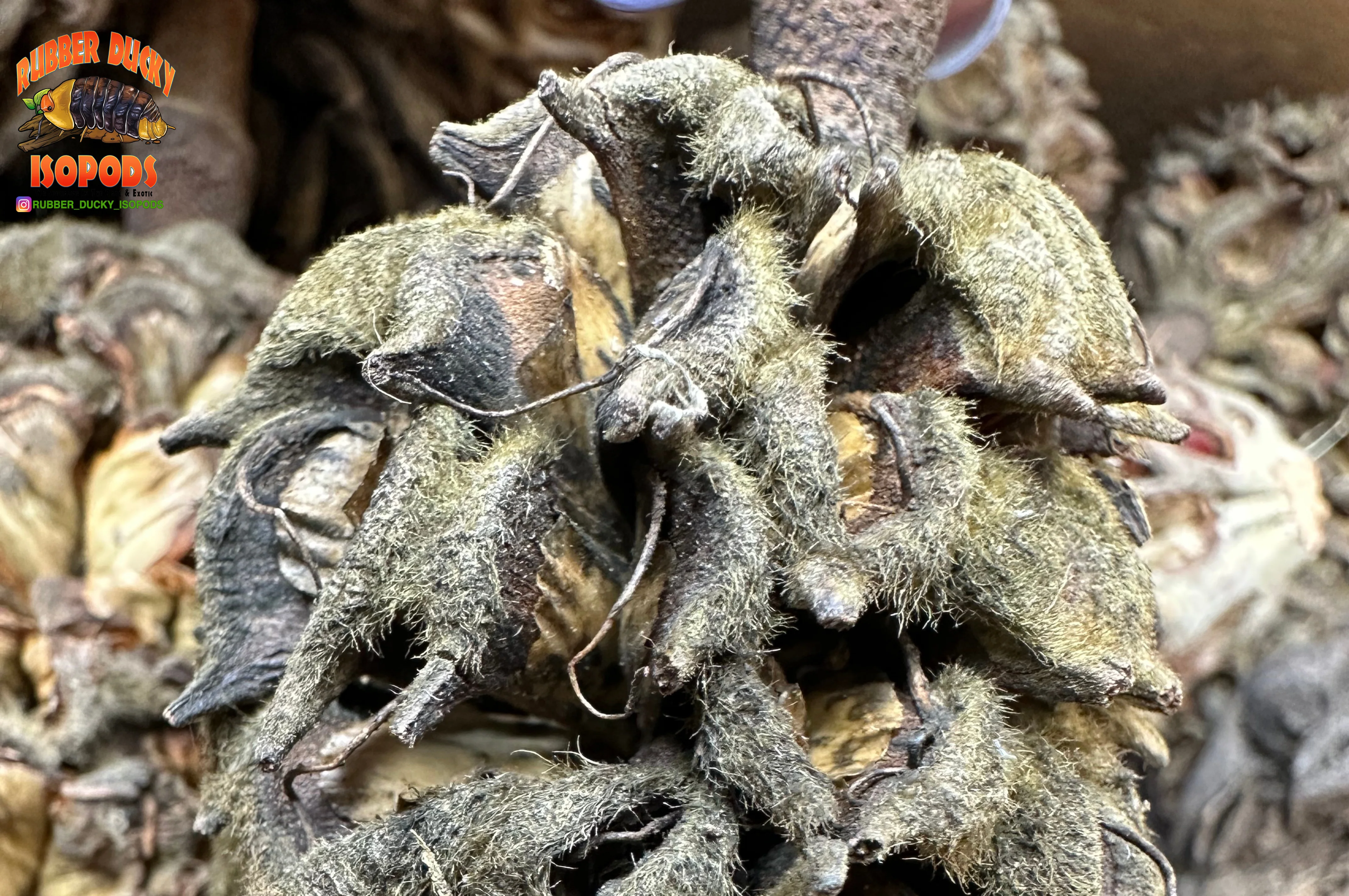 Magnolia Tree Seed Pods (Tennessee Mountains Elevation 5,512) - Image 5