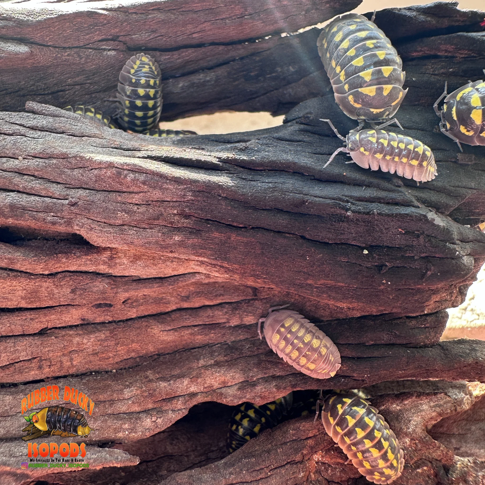 Malaysian Driftwood | Natural Hardwood Decor for Isopods, Reptiles & Terrariums - Image 7