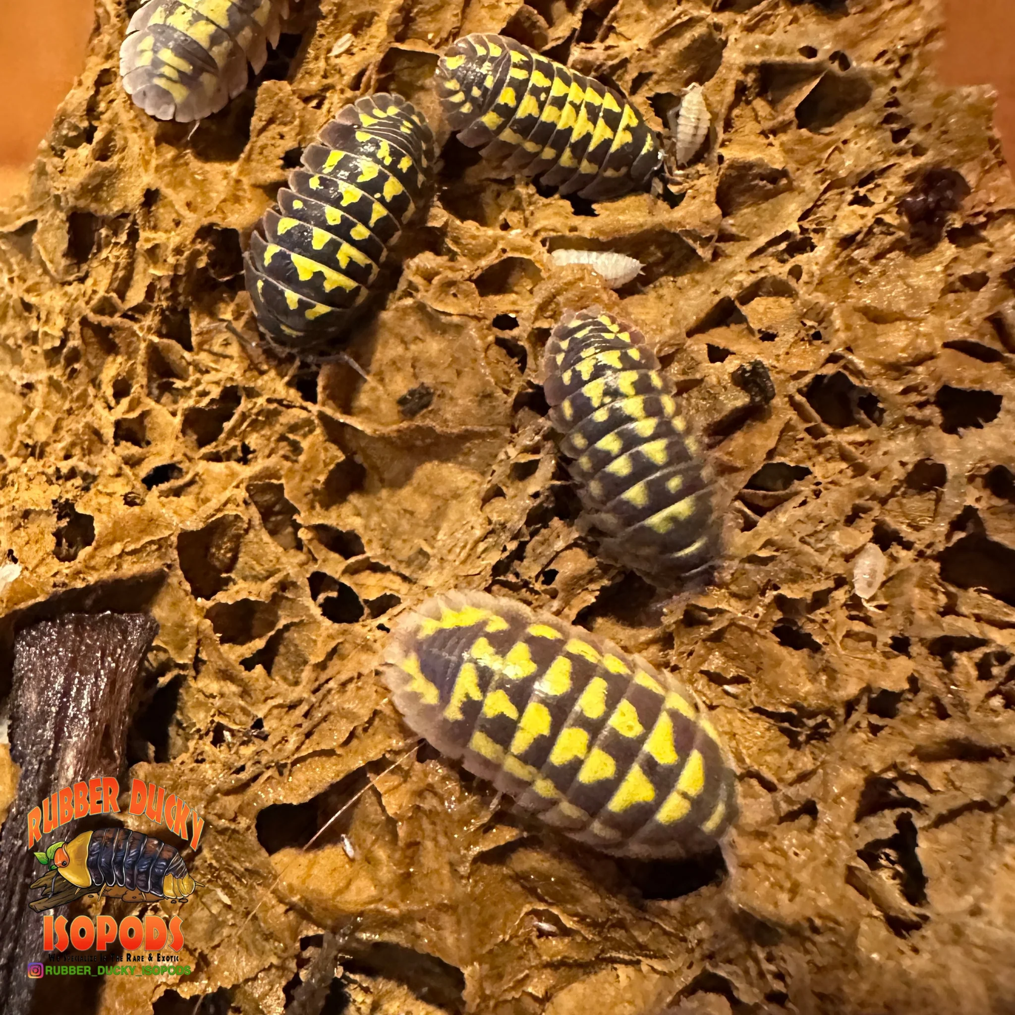Maple Leaf Stone | Inert Natural Hardscape for Bioactive Terrariums & Aquariums - Image 3
