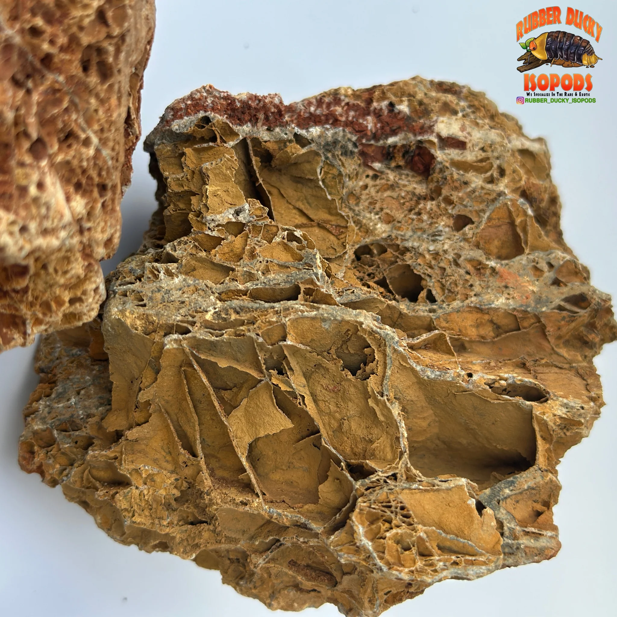Maple Leaf Stone | Inert Natural Hardscape for Bioactive Terrariums & Aquariums - Image 5