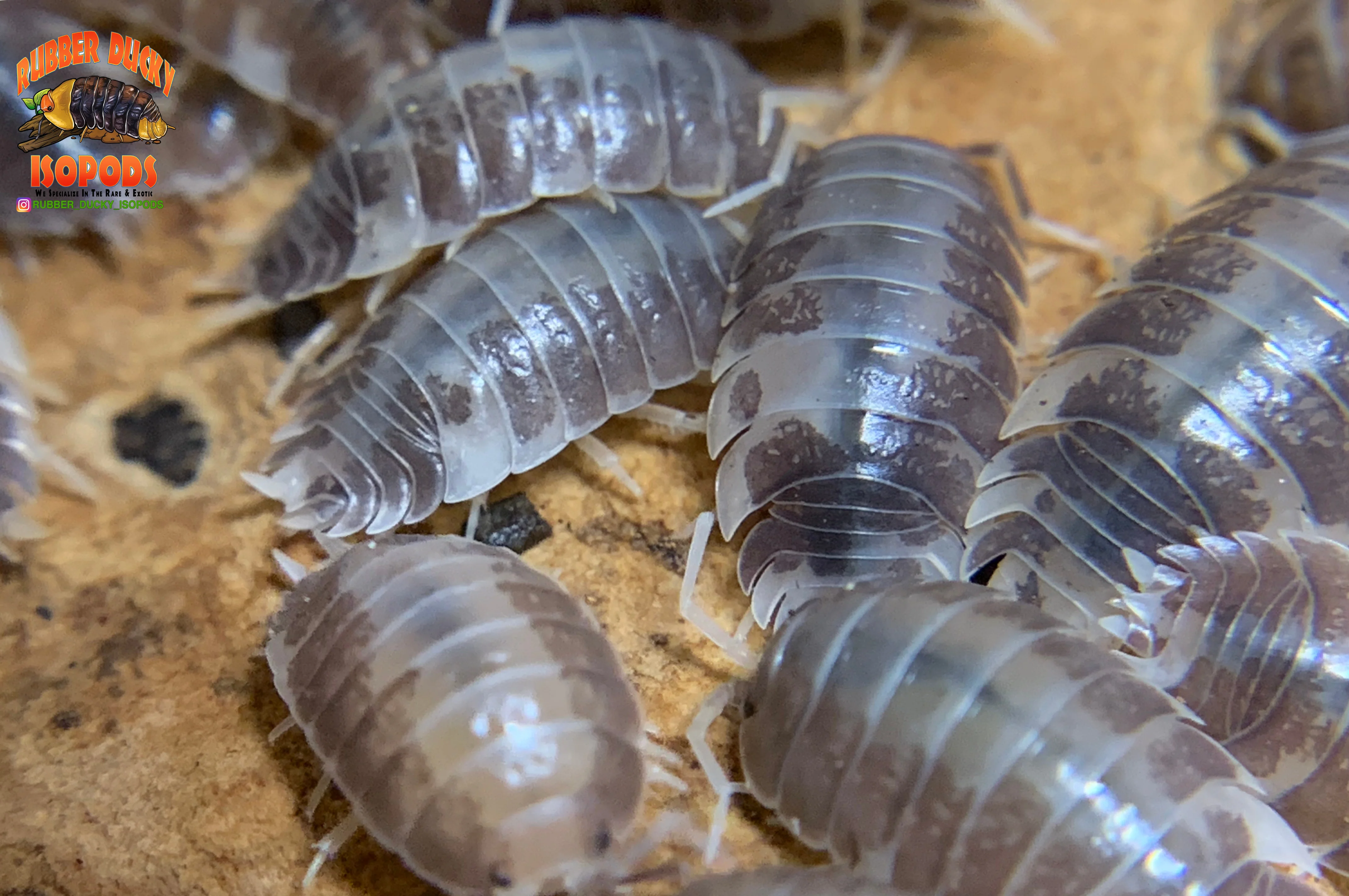 "Milk Back" Reptile Feeder Isopods (Porcellio laevis) 10-25 Count - Image 2