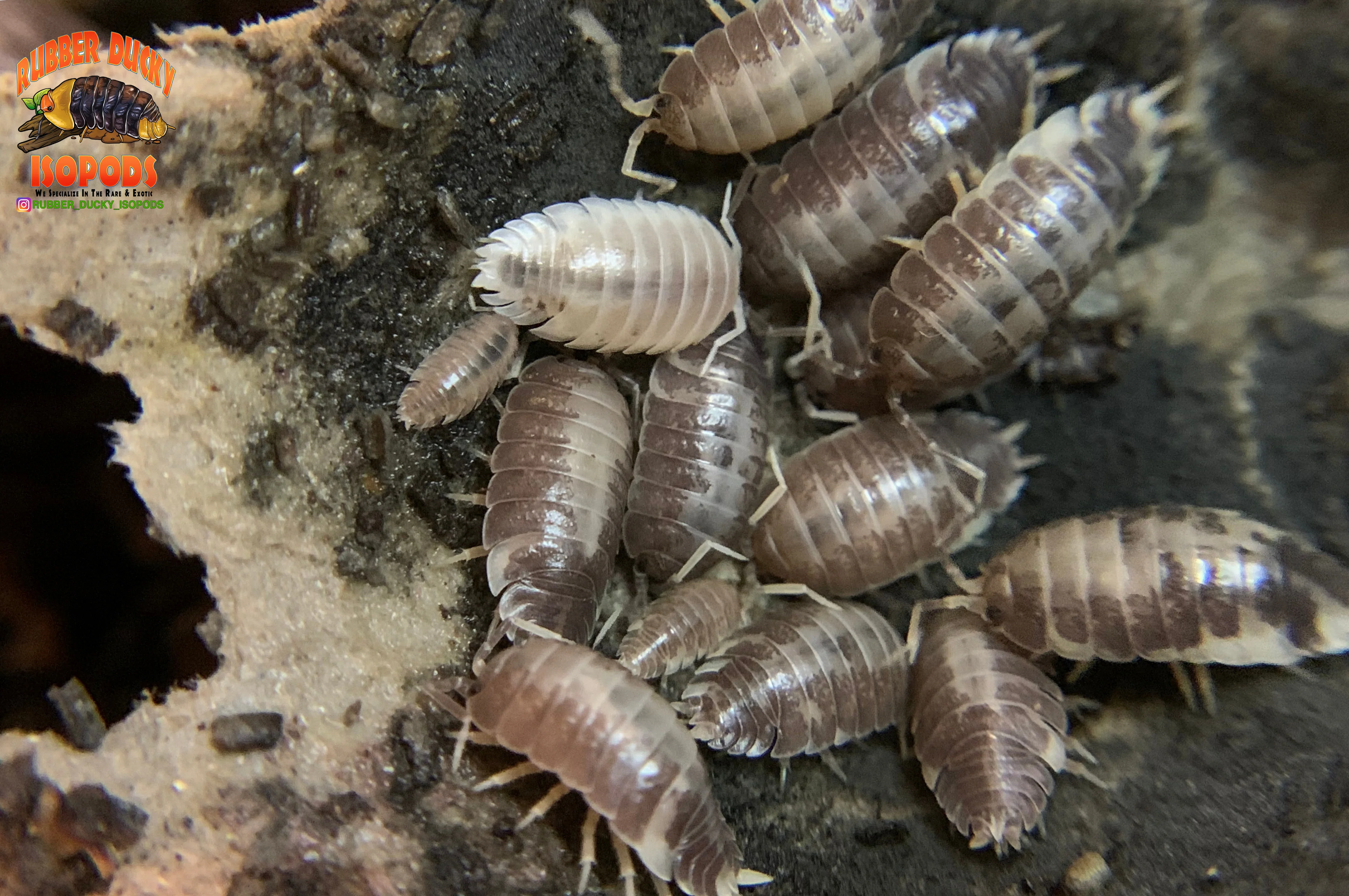 "Milk Back" Reptile Feeder Isopods (Porcellio laevis) 10-25 Count - Image 3