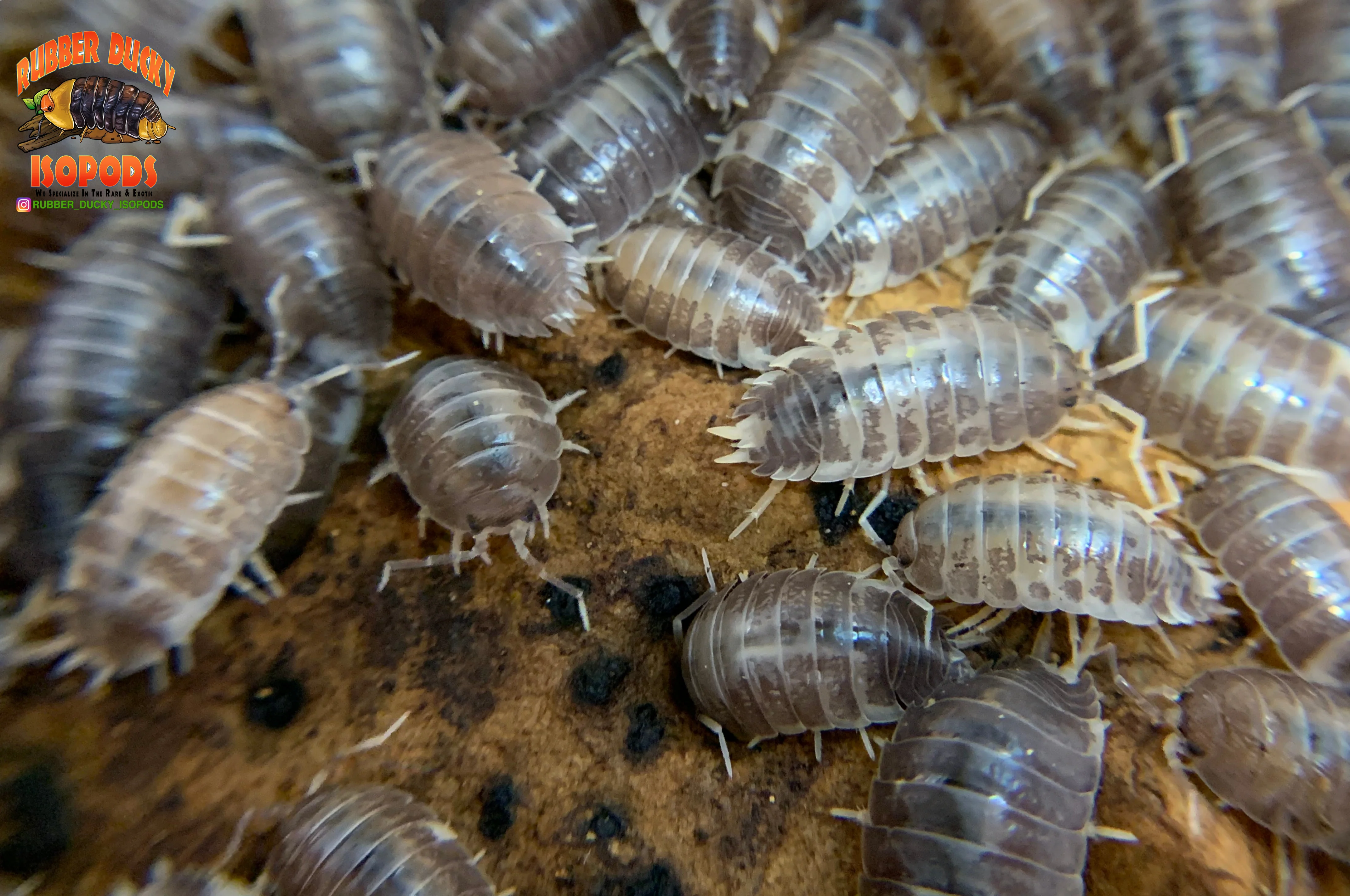 "Milk Back" Reptile Feeder Isopods (Porcellio laevis) 10-25 Count - Image 4