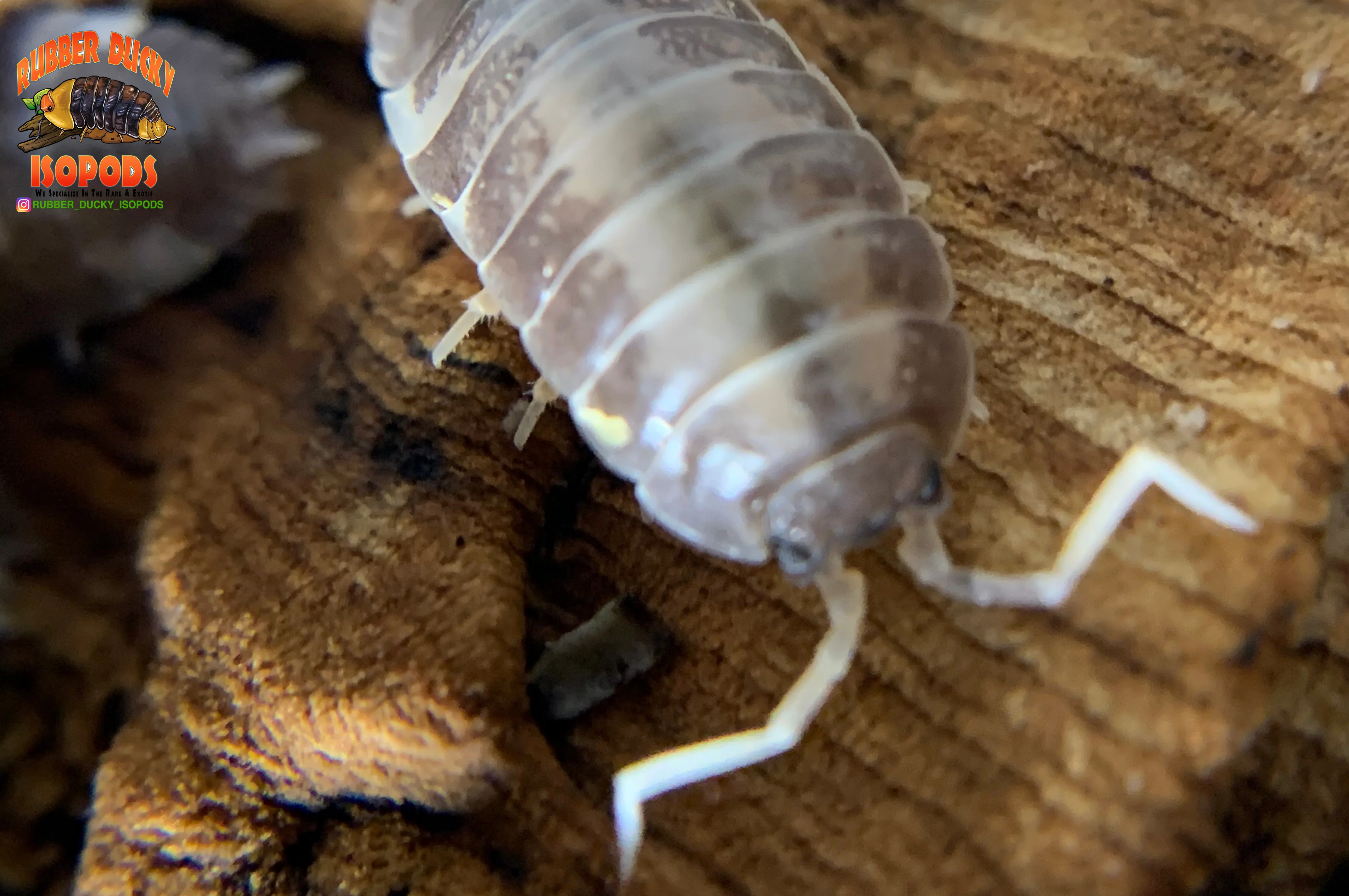 "Milk Back" Reptile Feeder Isopods (Porcellio laevis) 10-25 Count - Image 5