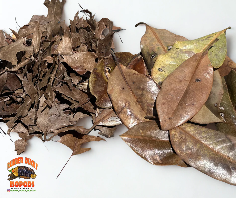 Mixed Leaf Litter | Magnolia & Pin Oak Blend (1 or 2 Gallons) - Image 2