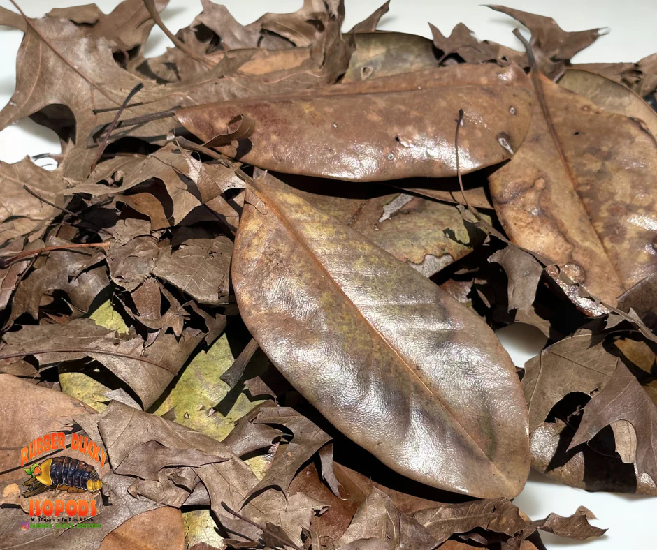 Mixed Leaf Litter | Magnolia & Pin Oak Blend (1 or 2 Gallons) - Image 3
