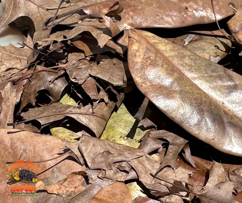 Mixed Leaf Litter | Magnolia & Pin Oak Blend (1 or 2 Gallons) - Image 4