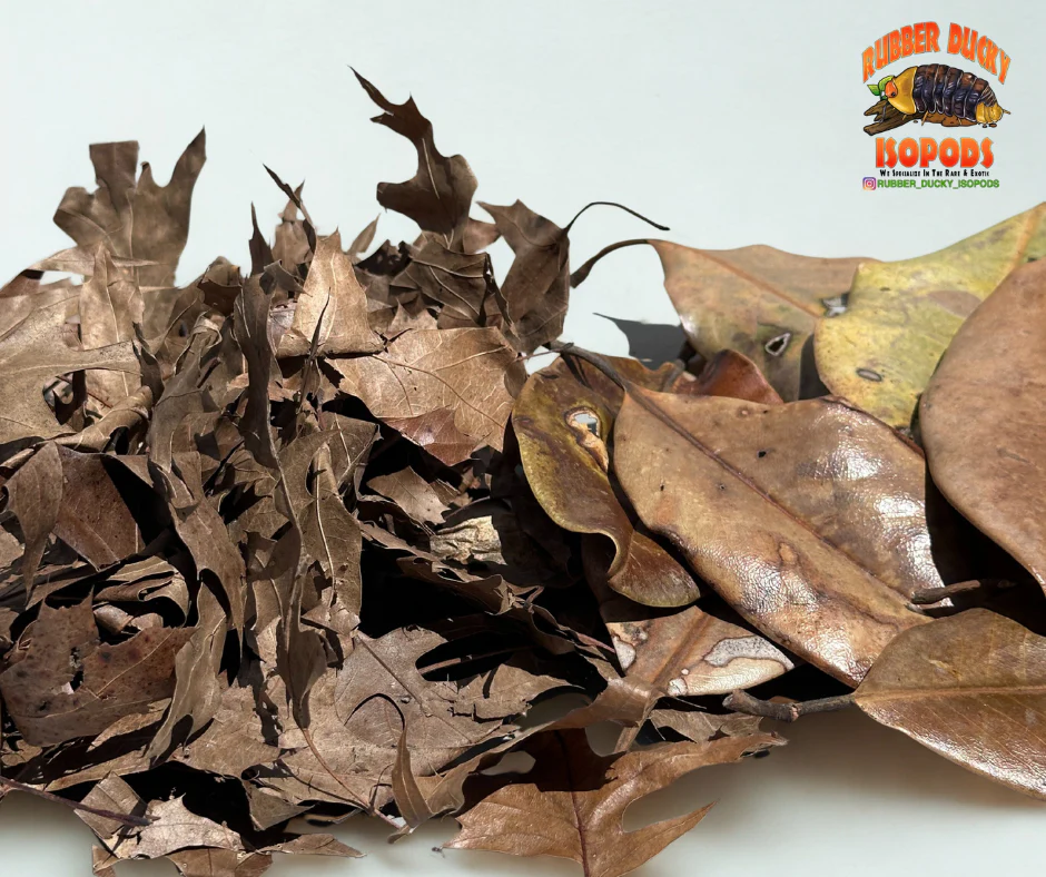 Mixed Leaf Litter | Magnolia & Pin Oak Blend (1 or 2 Gallons) - Image 5