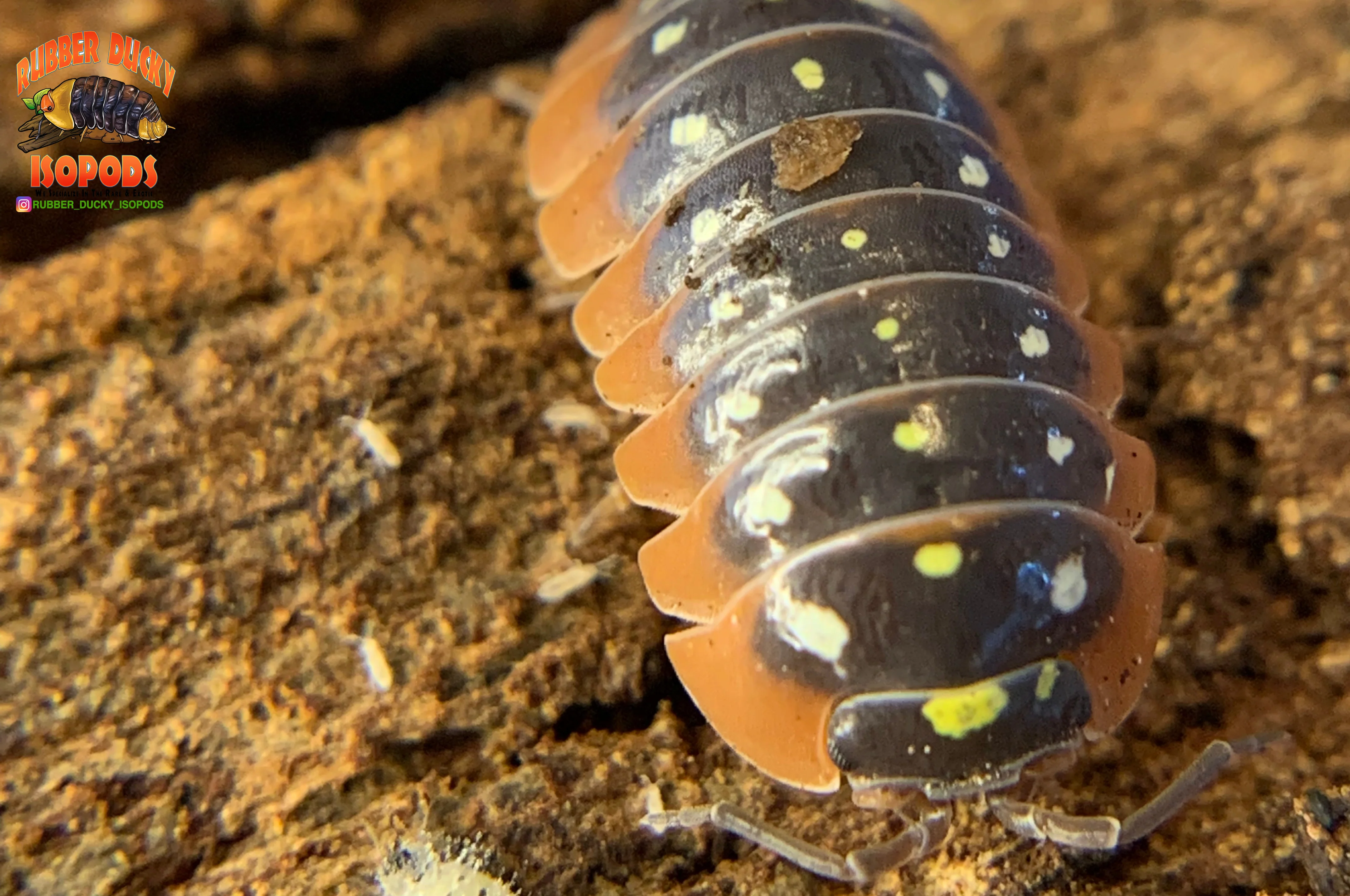 "Montenegro" Adriatic Sea Clown Isopods (Armadillidum klugii) 10 Count - Image 2