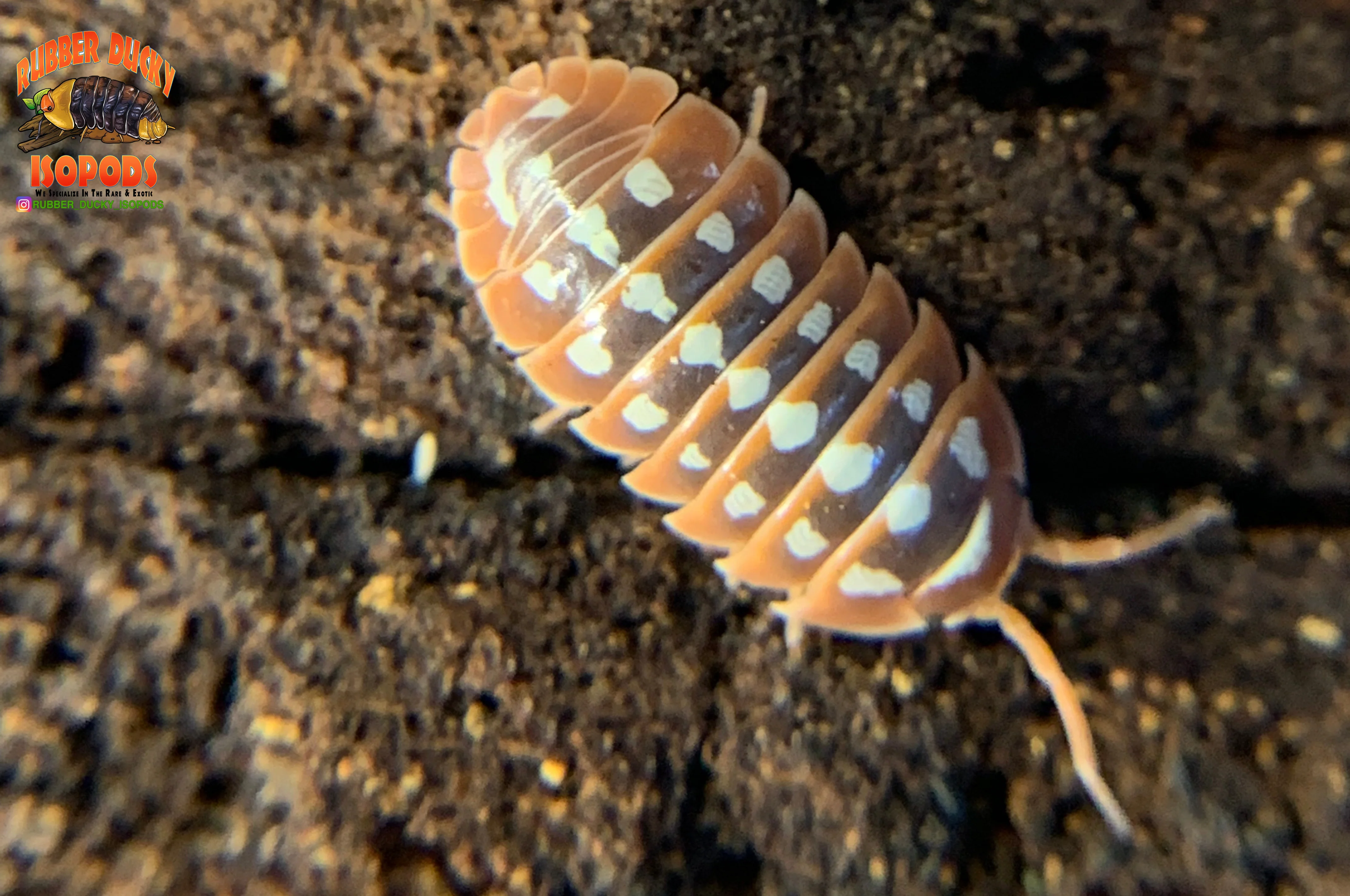 "Montenegro" Adriatic Sea Clown Isopods (Armadillidum klugii) 10 Count - Image 3