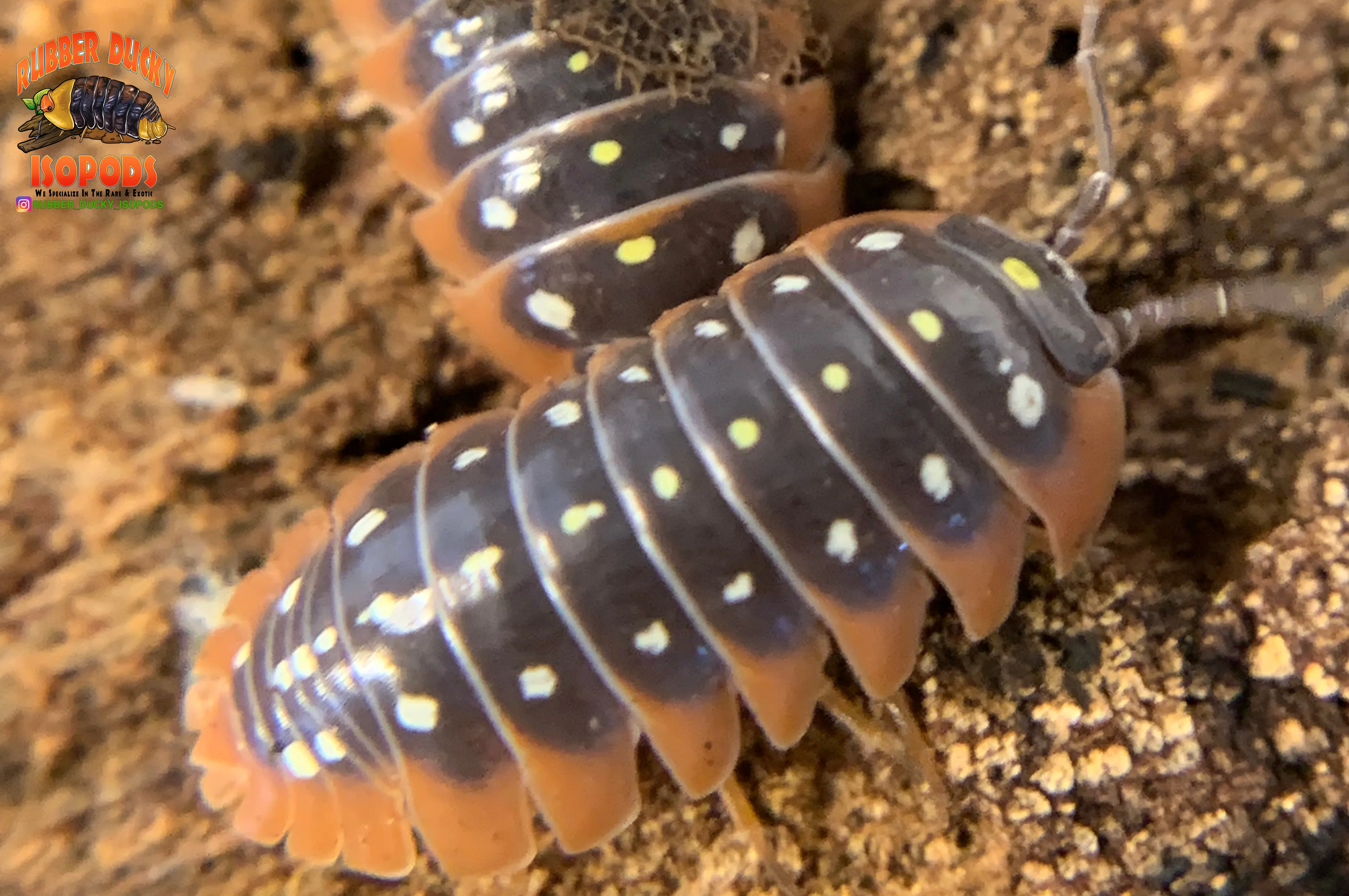 "Montenegro" Adriatic Sea Clown Isopods (Armadillidum klugii) 10 Count - Image 4