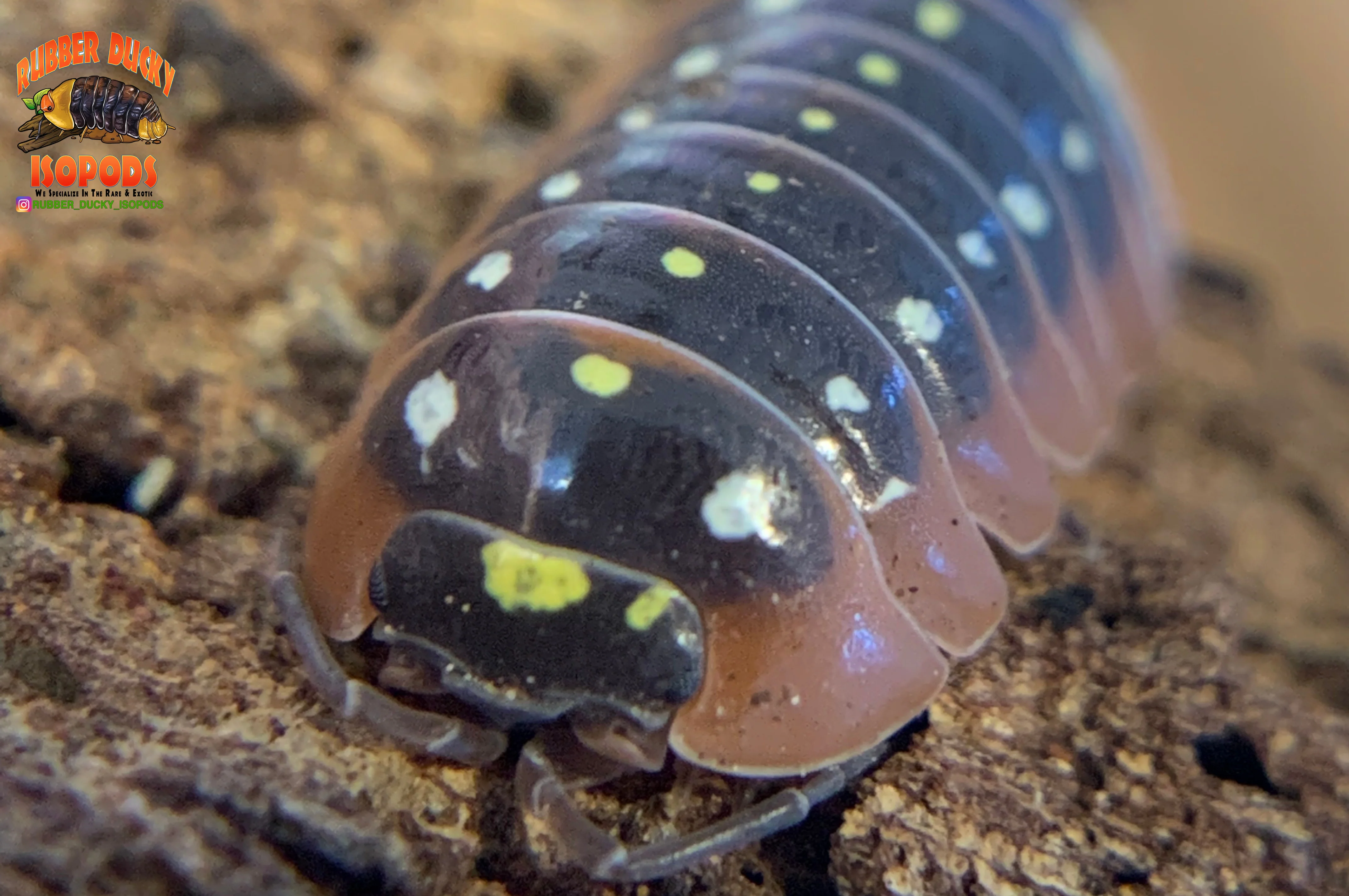 "Montenegro" Adriatic Sea Clown Isopods (Armadillidum klugii) 10 Count - Image 5