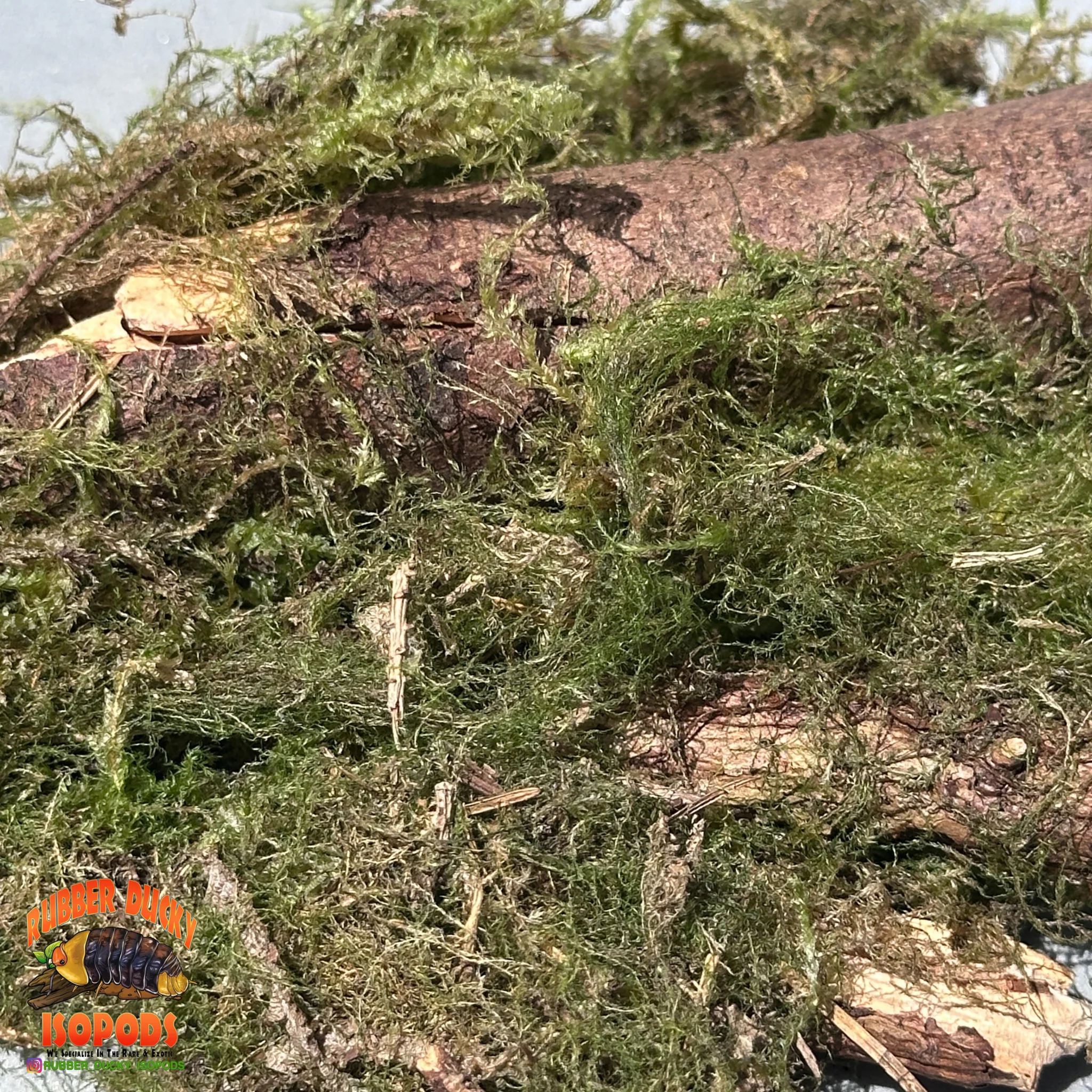 Mossy Sticks — Natural Decor Meets Organic Snack - Image 3